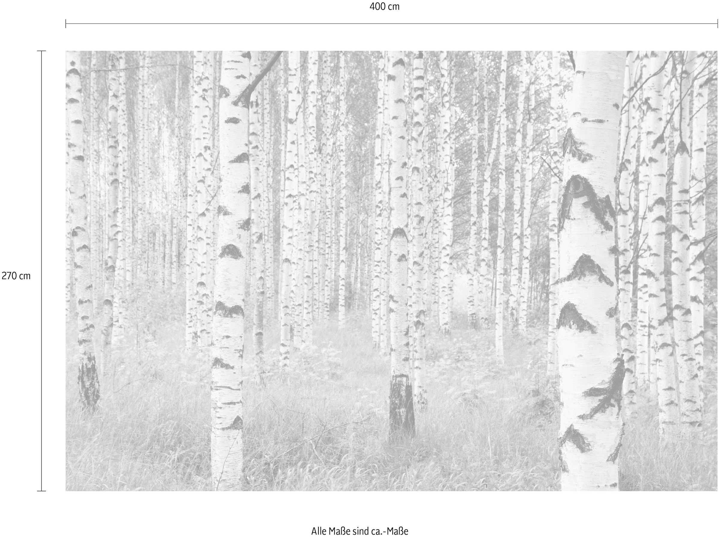 Komar Papier peint intissé »Digitaldruck Vlies -  Woods - Grösse 400 x 270 cm« imprimé Wohnzimmer, Schlafzimmer