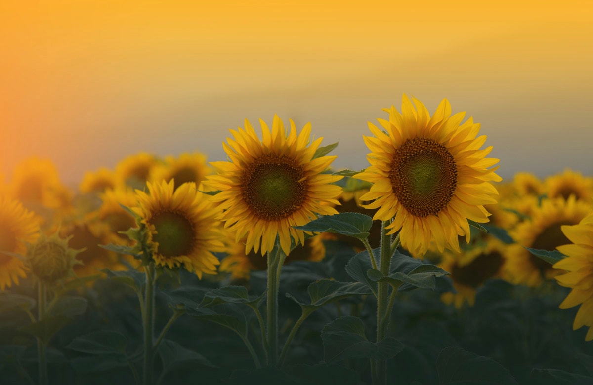 Papermoon Fototapete »SONNENBLUMEN-ANEMONE MAKRO ABSTRAKT KUNST WIESE PFLANZE«