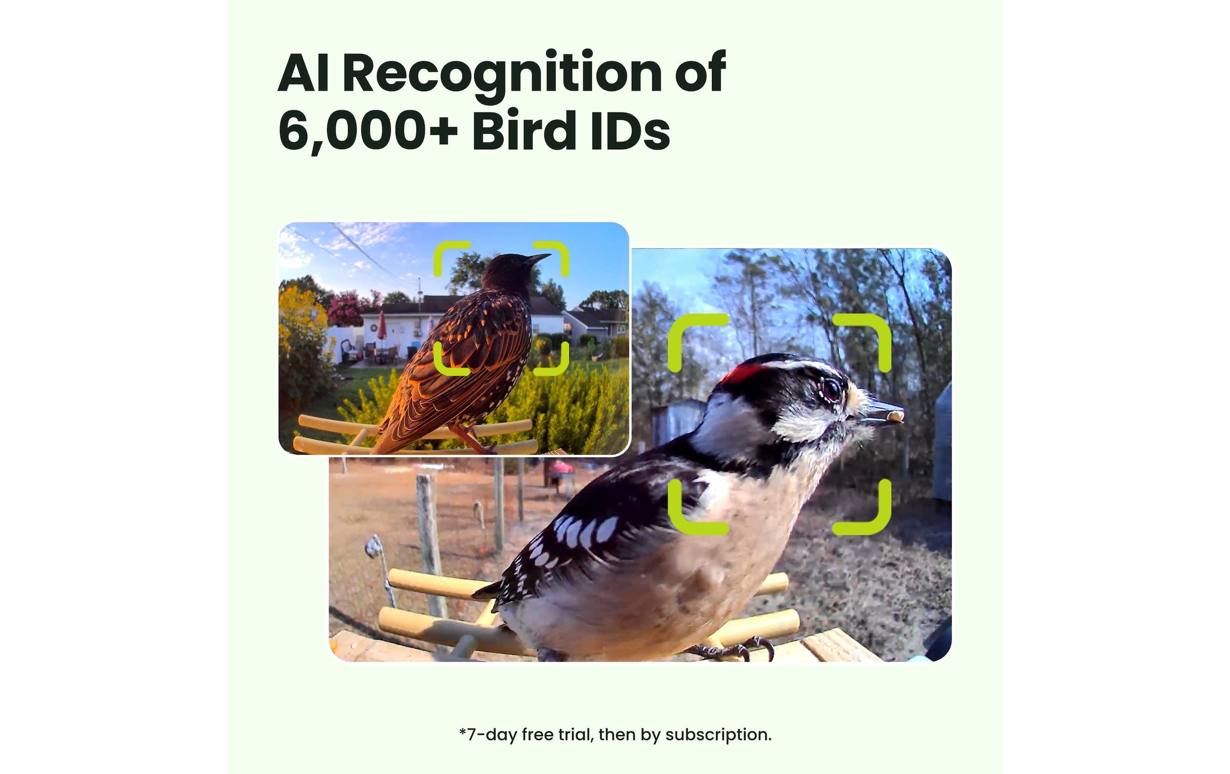 Birdfy Futterspender »mit AI-Kamera«