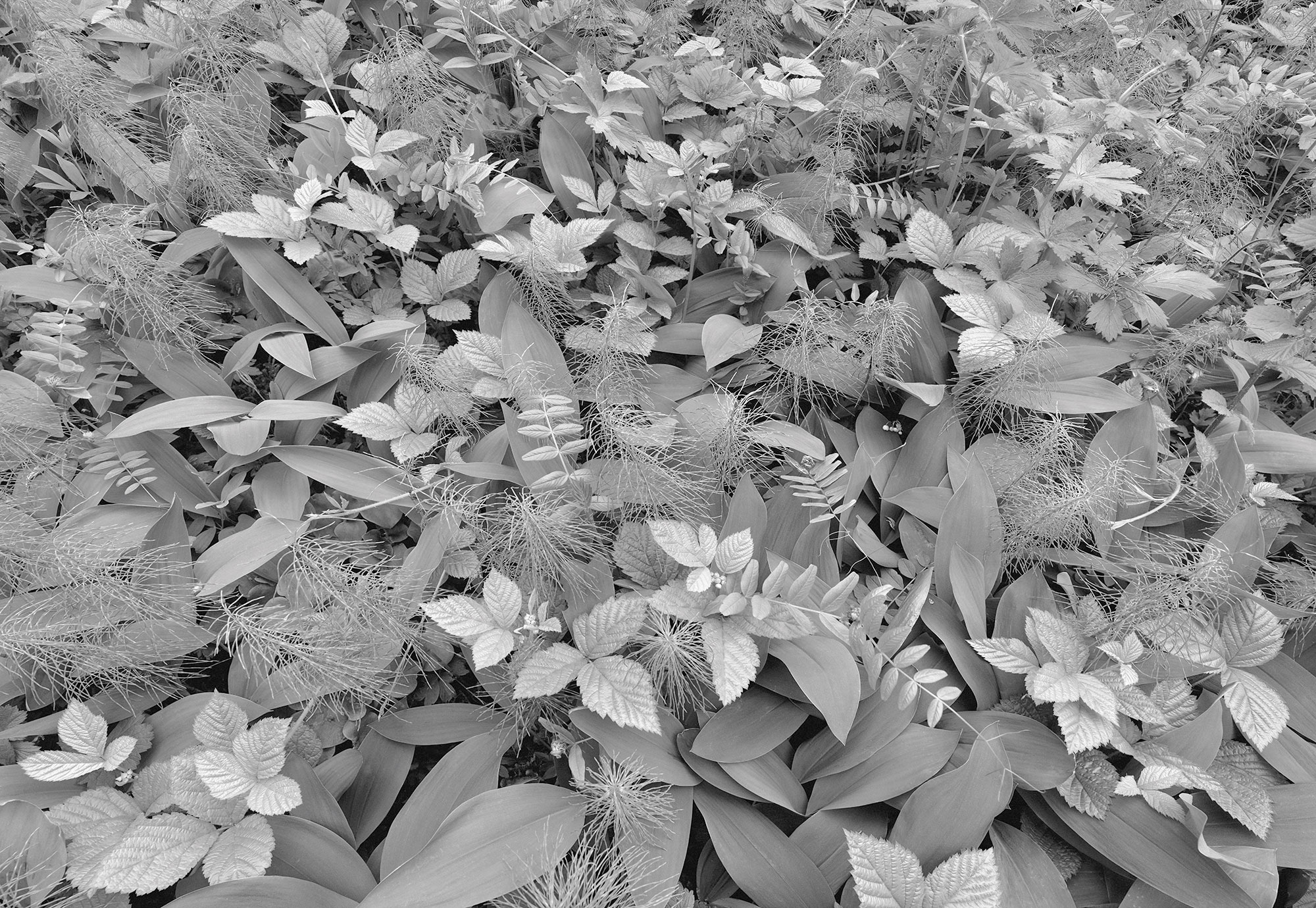 Komar Fototapete »Papier Fototapete - Forest Floor - Grösse 368 x 254 cm« Motiv | bedruckt glatt