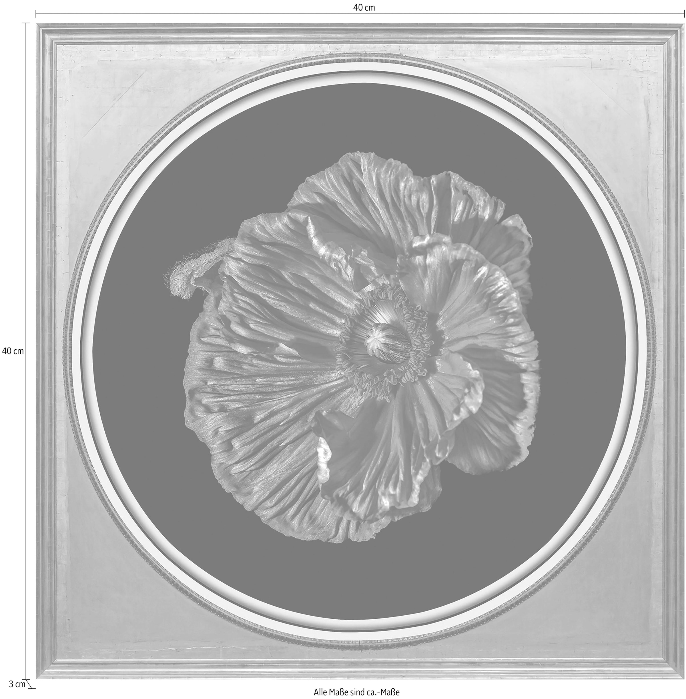 queence Acrylglasbild »Blüte« Blumenbilder | Kunst | Pflanzen | Pflanzenbilder Fine Art-Print in Galeriequalität