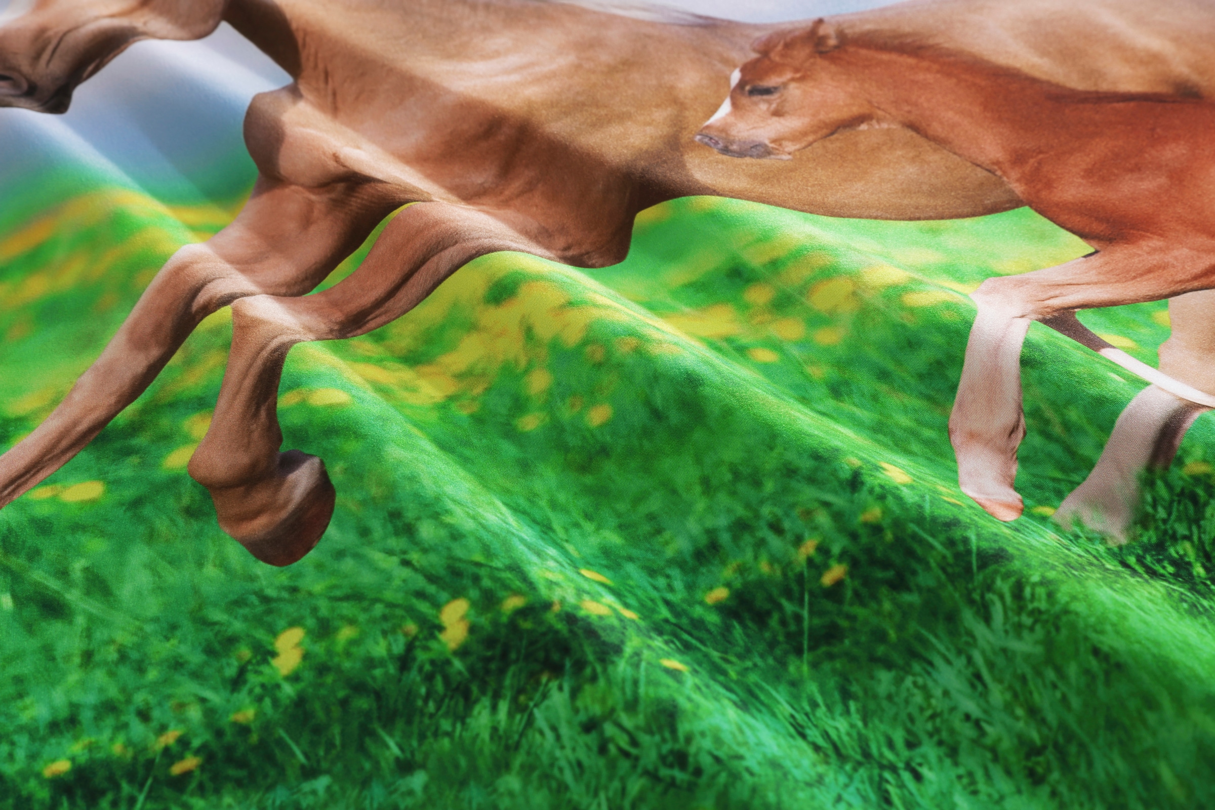 my home Linge de lit »Lyki« 2 tlg. ab Grösse 135x200 cm, 100% Polyester, Katze, Pferd, Löwe, Pinguin