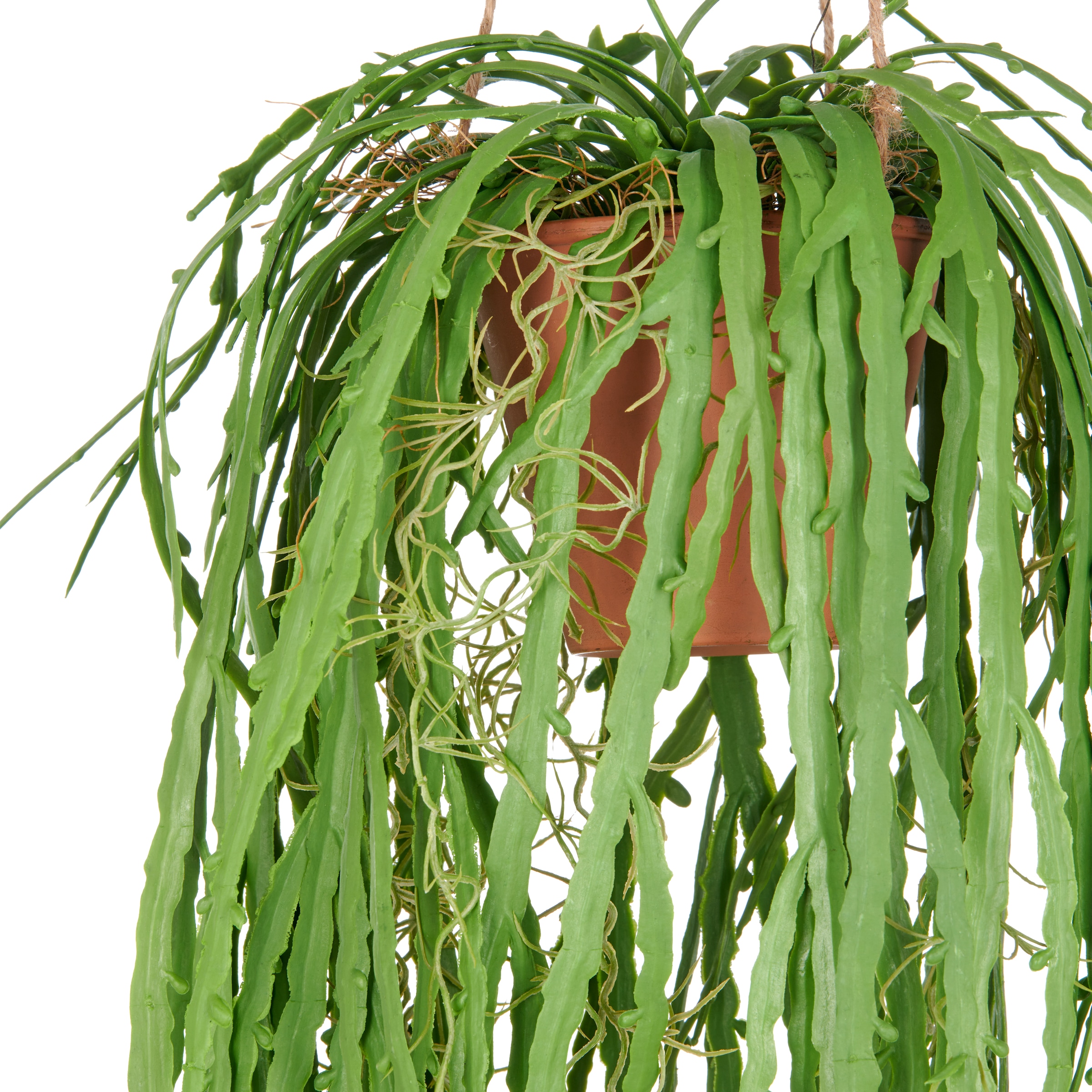 Creativ green Plante artificielle »Hängende Rhipsalis crispata« mit zahlreichen Ranken