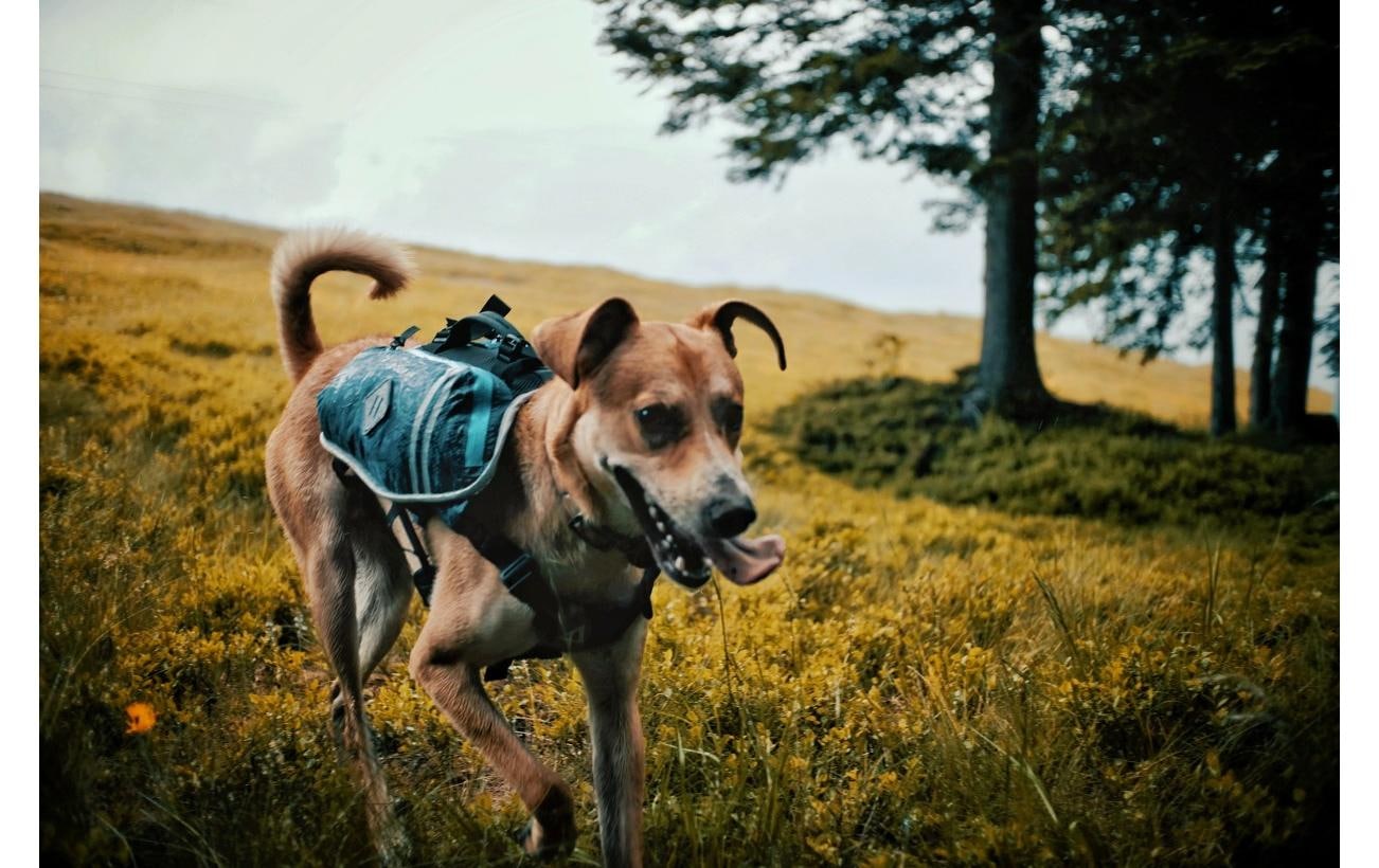   Harnais pour chien »DOGPAK Moab Lite Hunderucksack S« Rucksack und Wandergeschirr für Hunde aus «Die Höhle der Löwen»