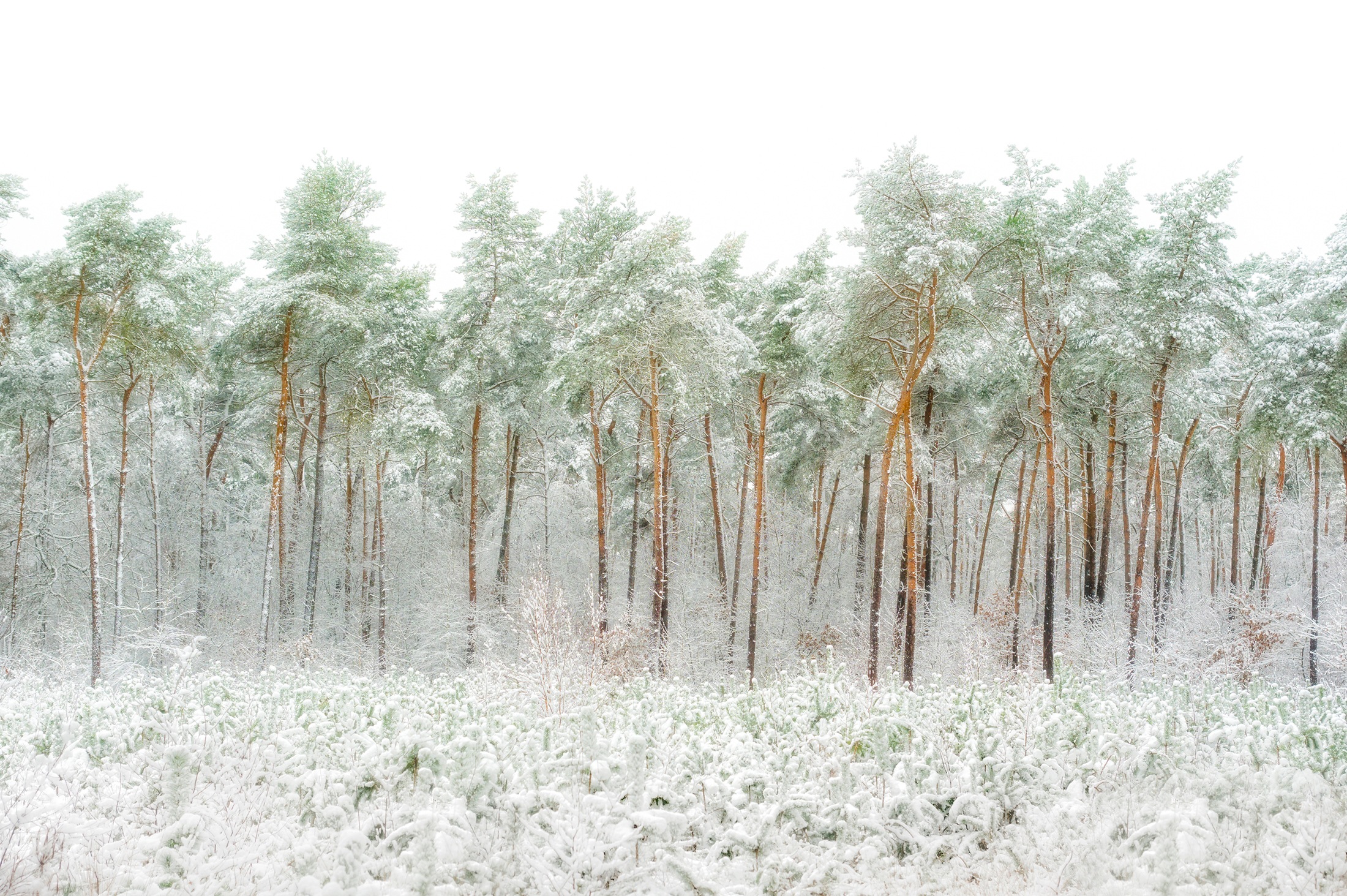 Papermoon Fototapete »Photo-Art  GREETJE VAN SON, SCHNEEWELT«