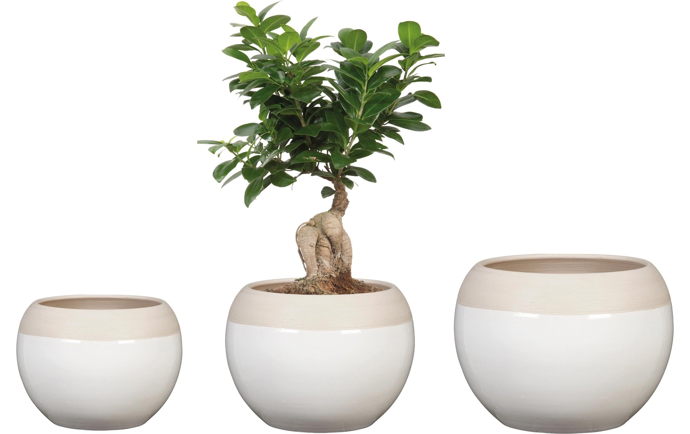 Scheurich Blumentopf »Blanco«