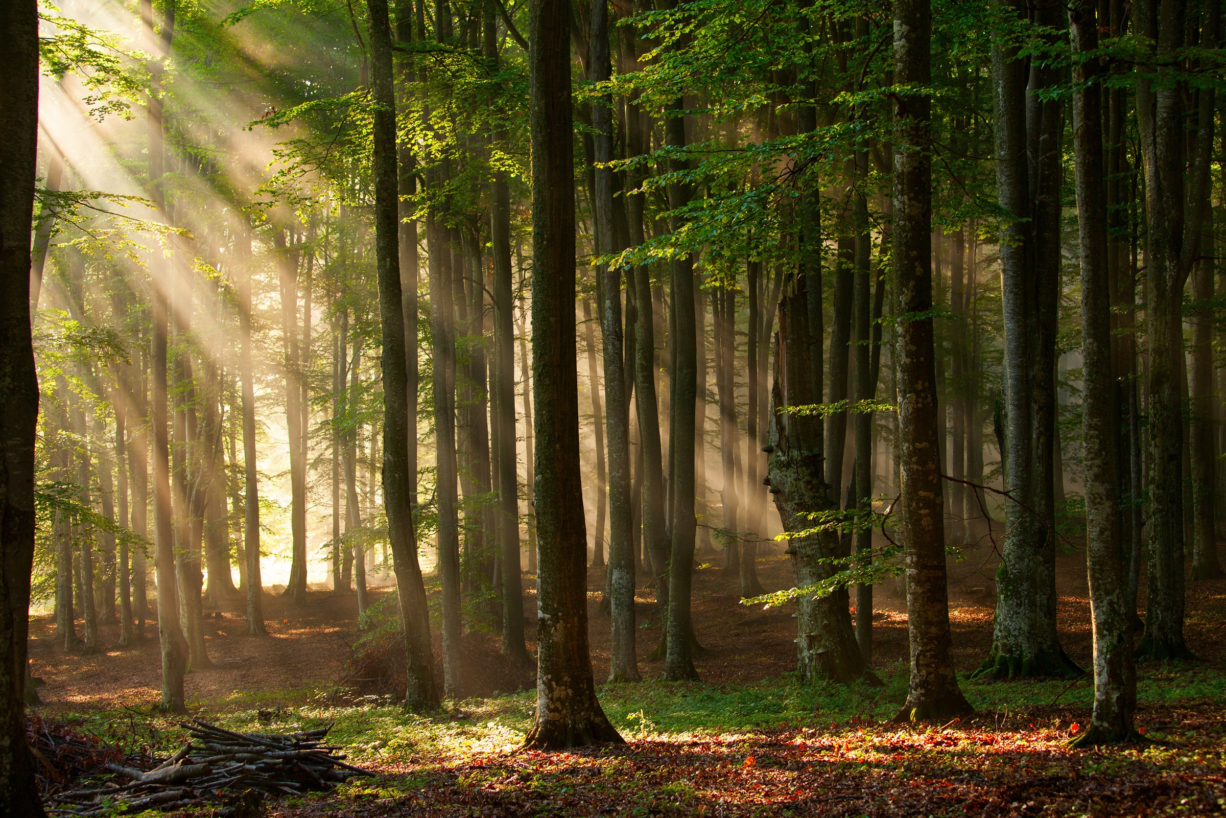 Papermoon Fototapete »Autumn Forest« glatt