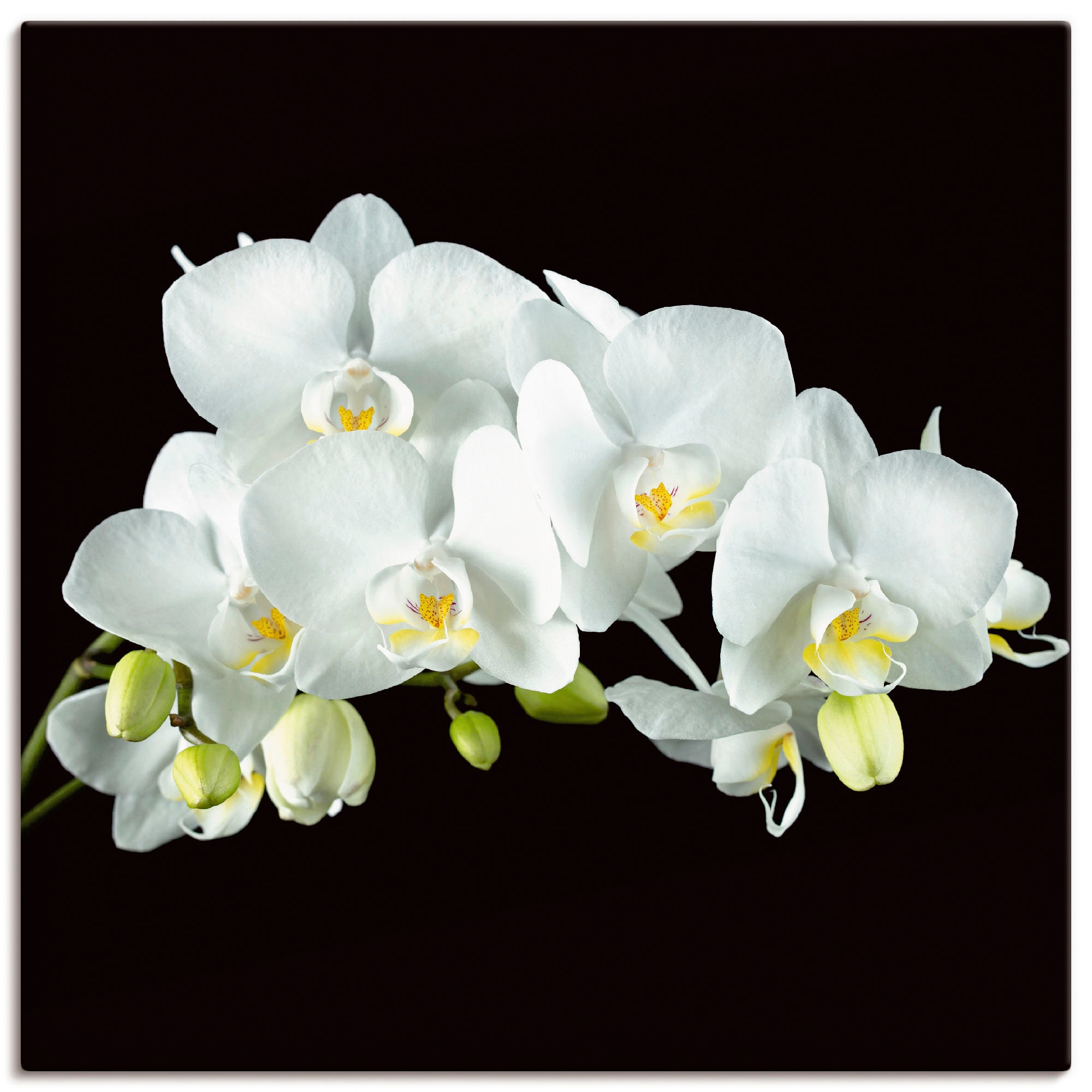 Artland Leinwandbild »Weisse Orchidee auf schwarzem Hintergrund« Blumen 1 Stk. tlg. als Leinwandbild, Poster, Wandaufkleber in verschied. Grössen