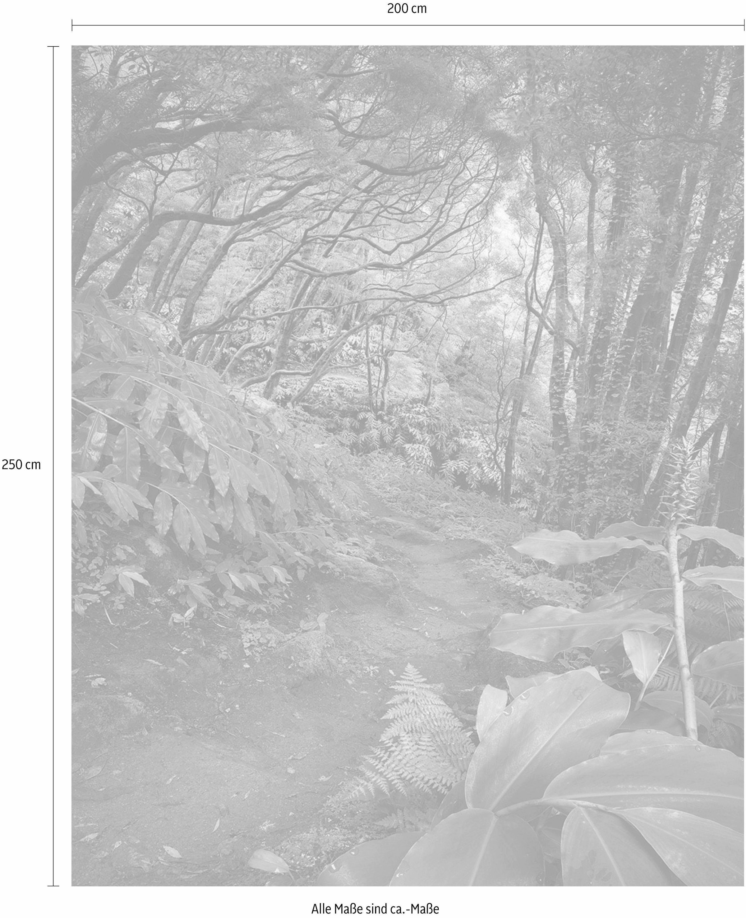 Komar Vliestapete »Digitaldruck Vlies -  The Path - Grösse 200 x 250 cm« bedruckt glatt Wohnzimmer, Schlafzimmer