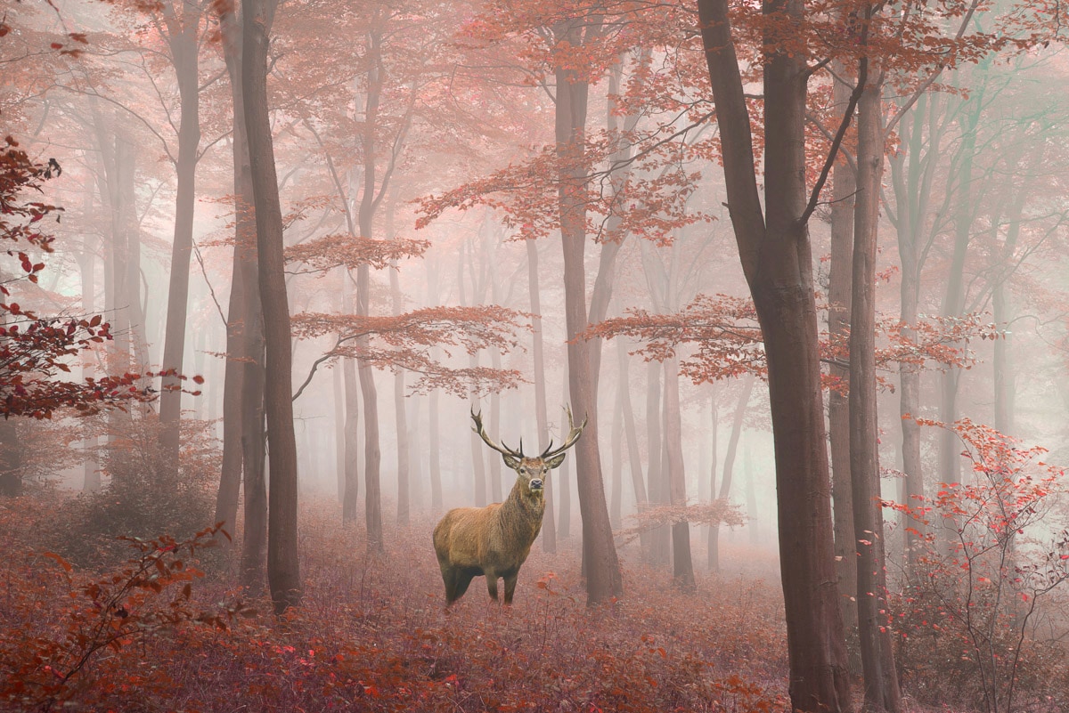 Papermoon Fototapete »Hirsch in Wald«