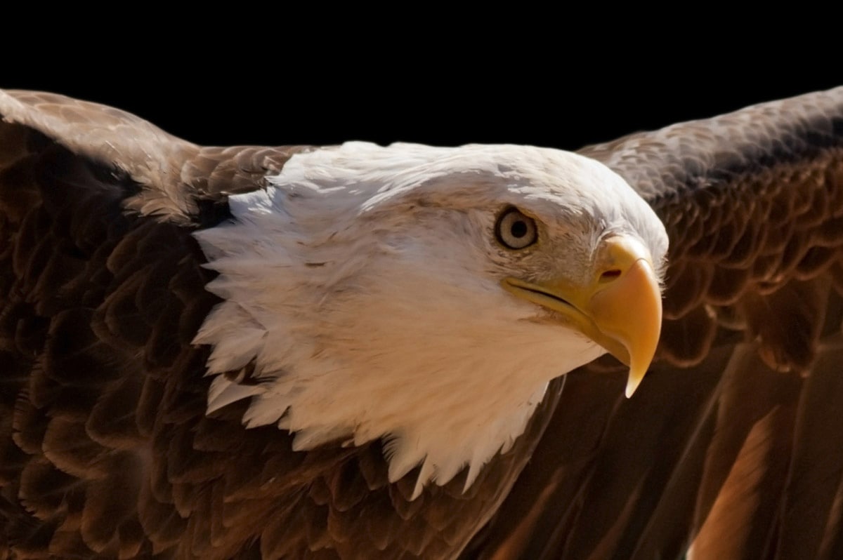 Papermoon Papier peint photo »Adler«