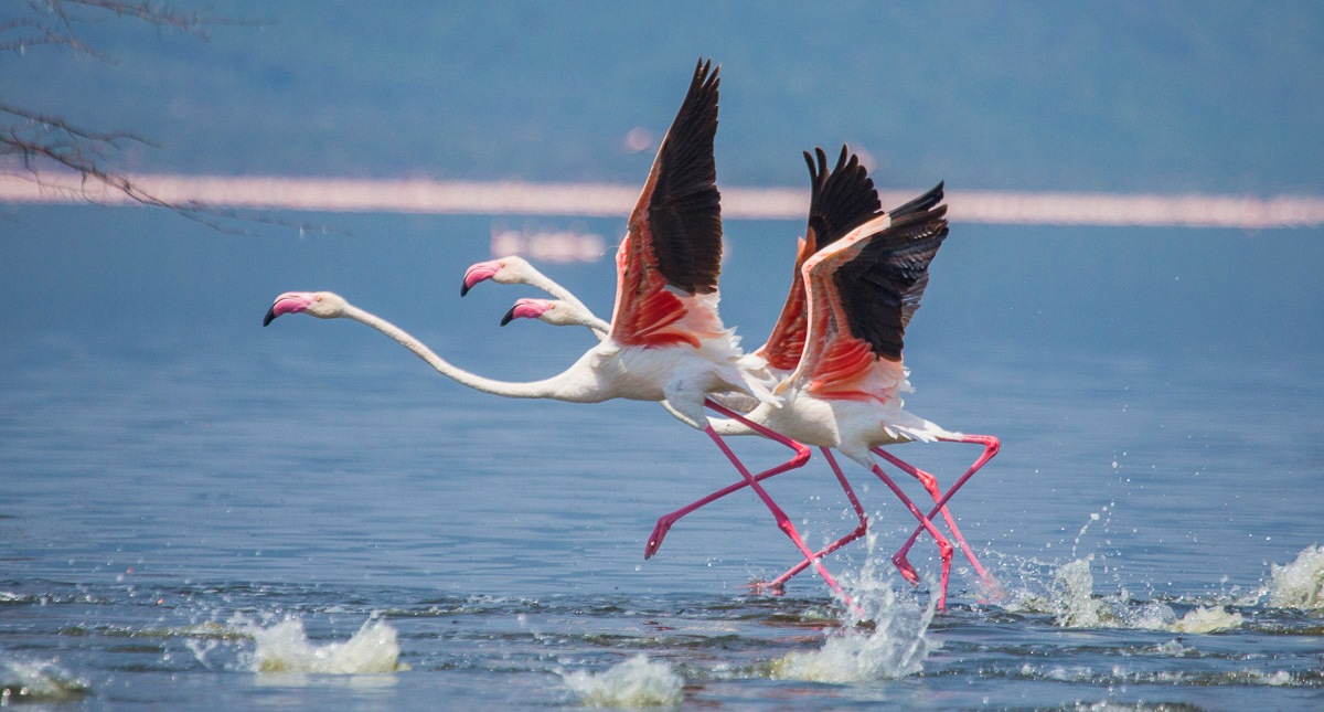 Papermoon Papier peint photo »Flamingos heben ab«