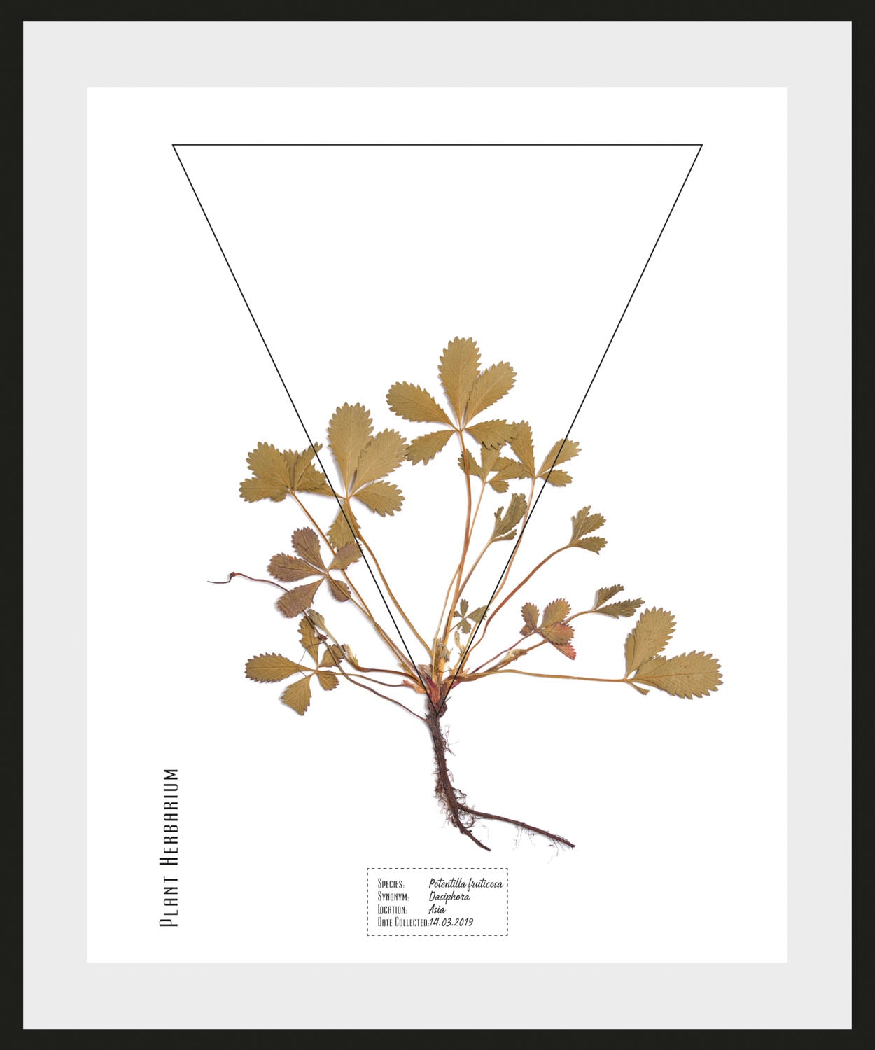 queence Bild »Potentilla fruticosa« Pflanzen | Pflanzenbilder | Schriftzug 1 Stk. tlg. HD Premium Poster-Druck inkl. Holzrahmen