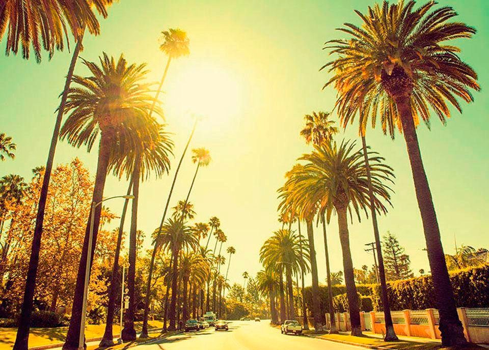 Komar Bild »Palm Alley« Städte 1 Stk. tlg. Wandbild zur Dekoration - ohne Rahmen