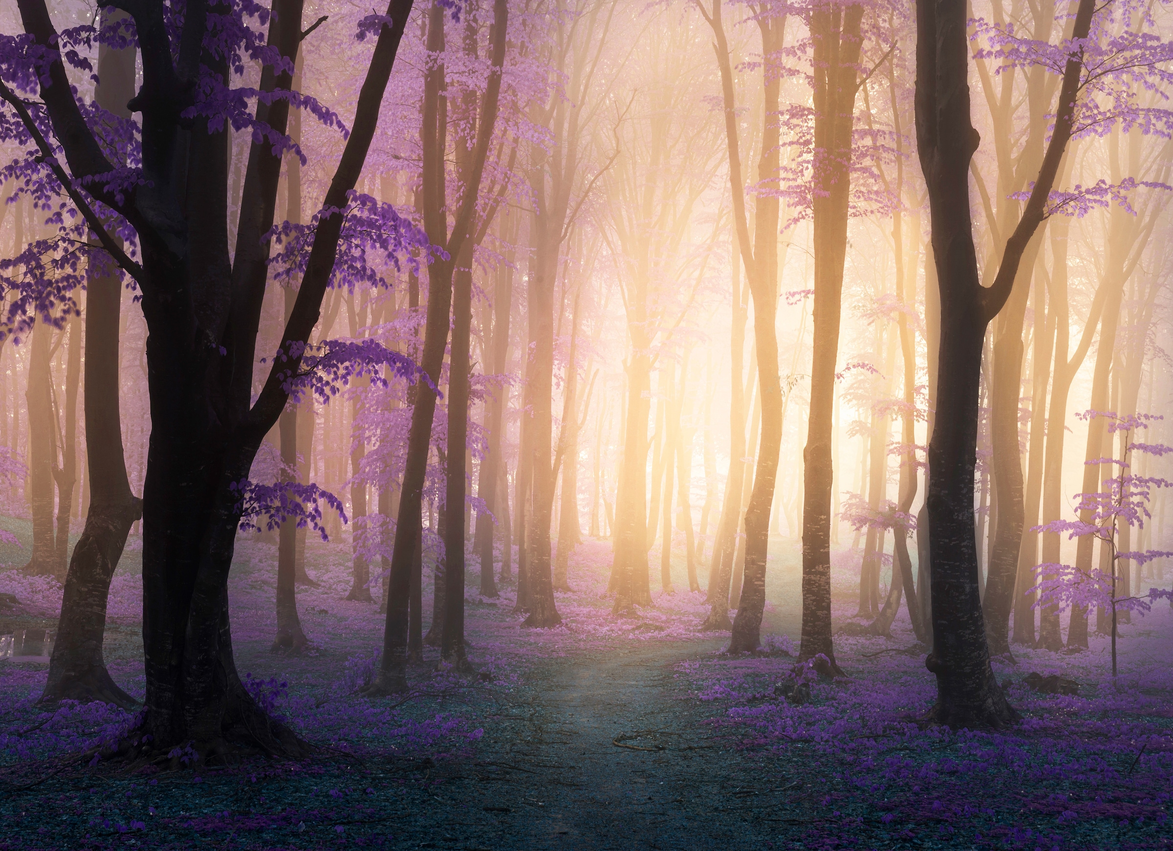 Papermoon Fototapete »Mystic Fogga Forest« glatt