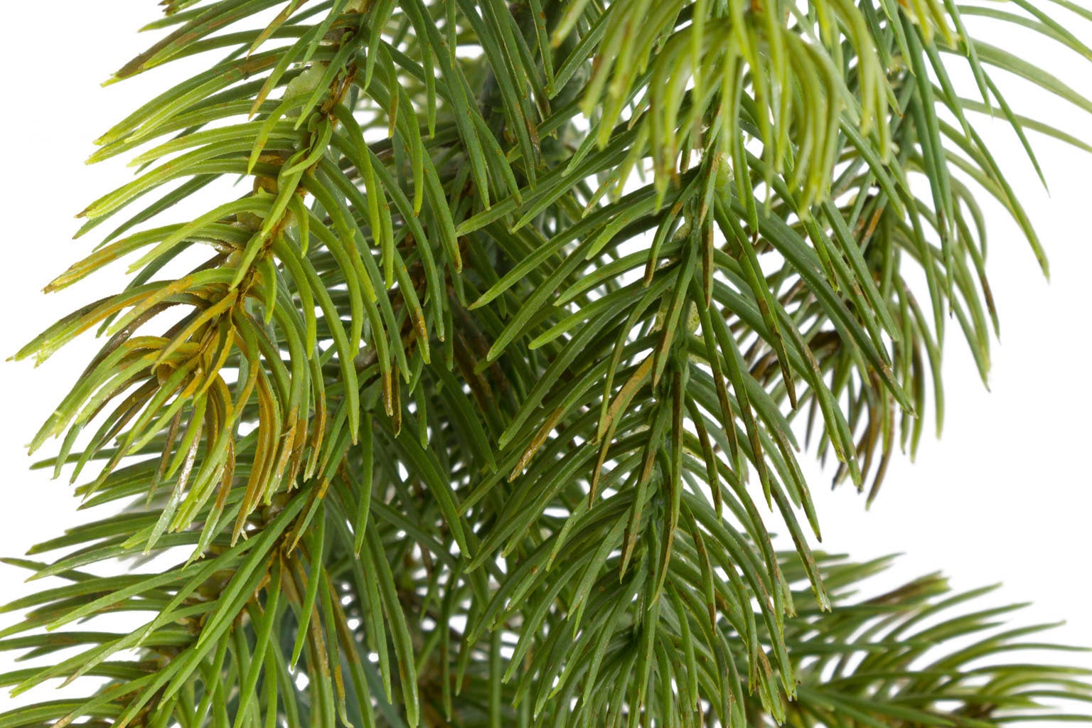 Botanic-Haus Plante d'intérieur artificielle »Tannengirlande Oslo«