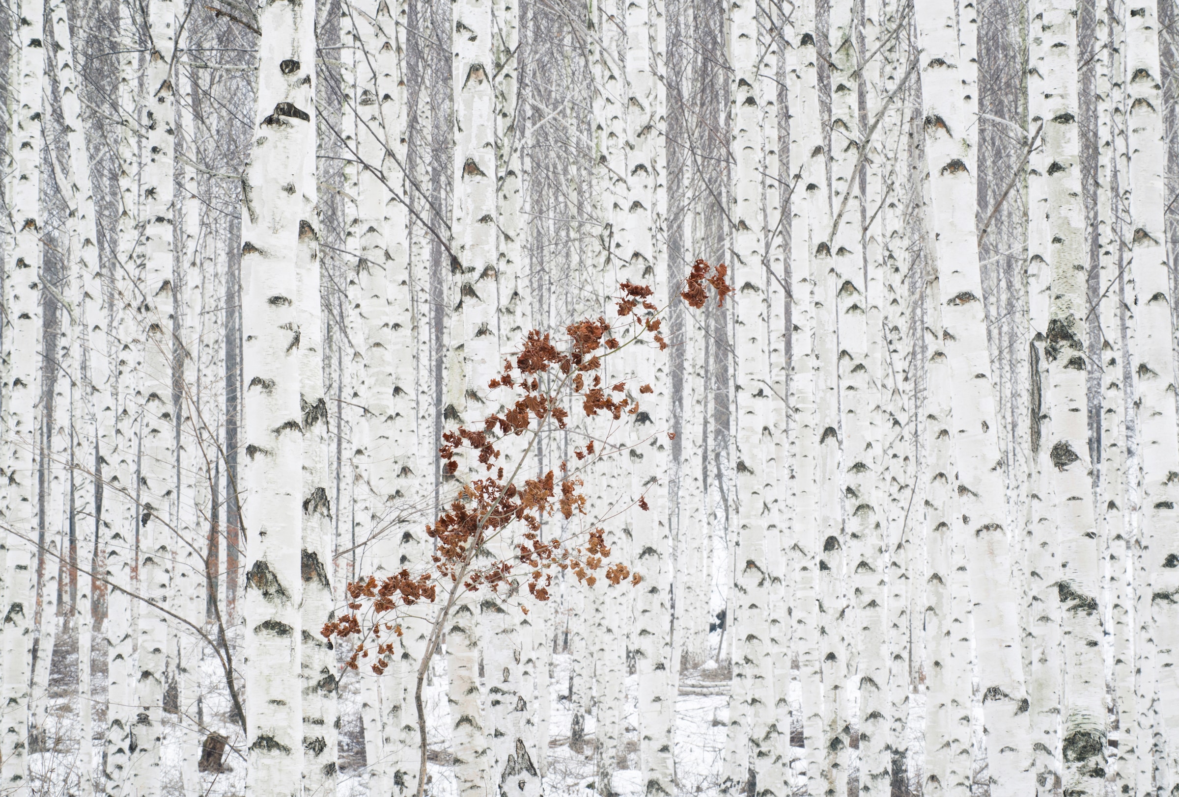Papermoon Papier peint photo »Photo-Art  HAN DONG HEE, AUS WEIss«