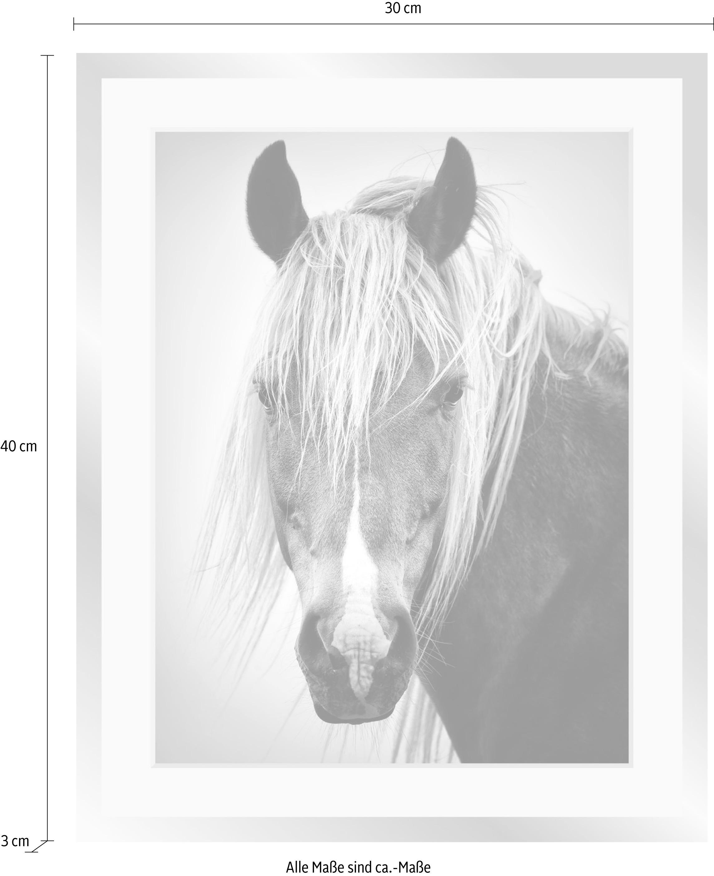 queence Image »Pferdekopf« Animaux | Chevaux | Images de chevaux | Noir et blanc | Visage impression poster HD Premium avec cadre en bois noir