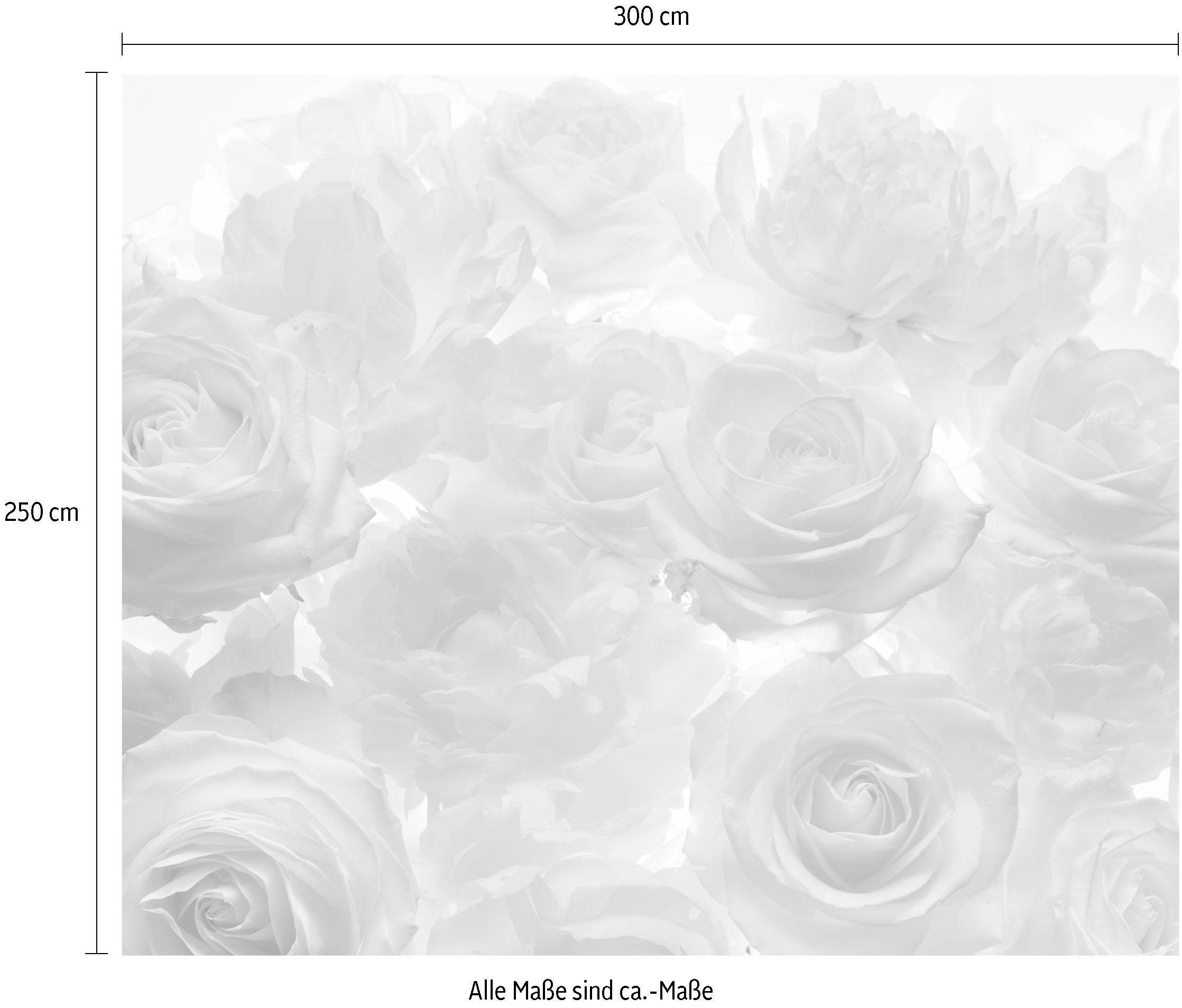 Komar Vliestapete »Digitaldruck Vlies -  Shalimar - Grösse 300 x 250 cm« bedruckt glatt Wohnzimmer, Schlafzimmer