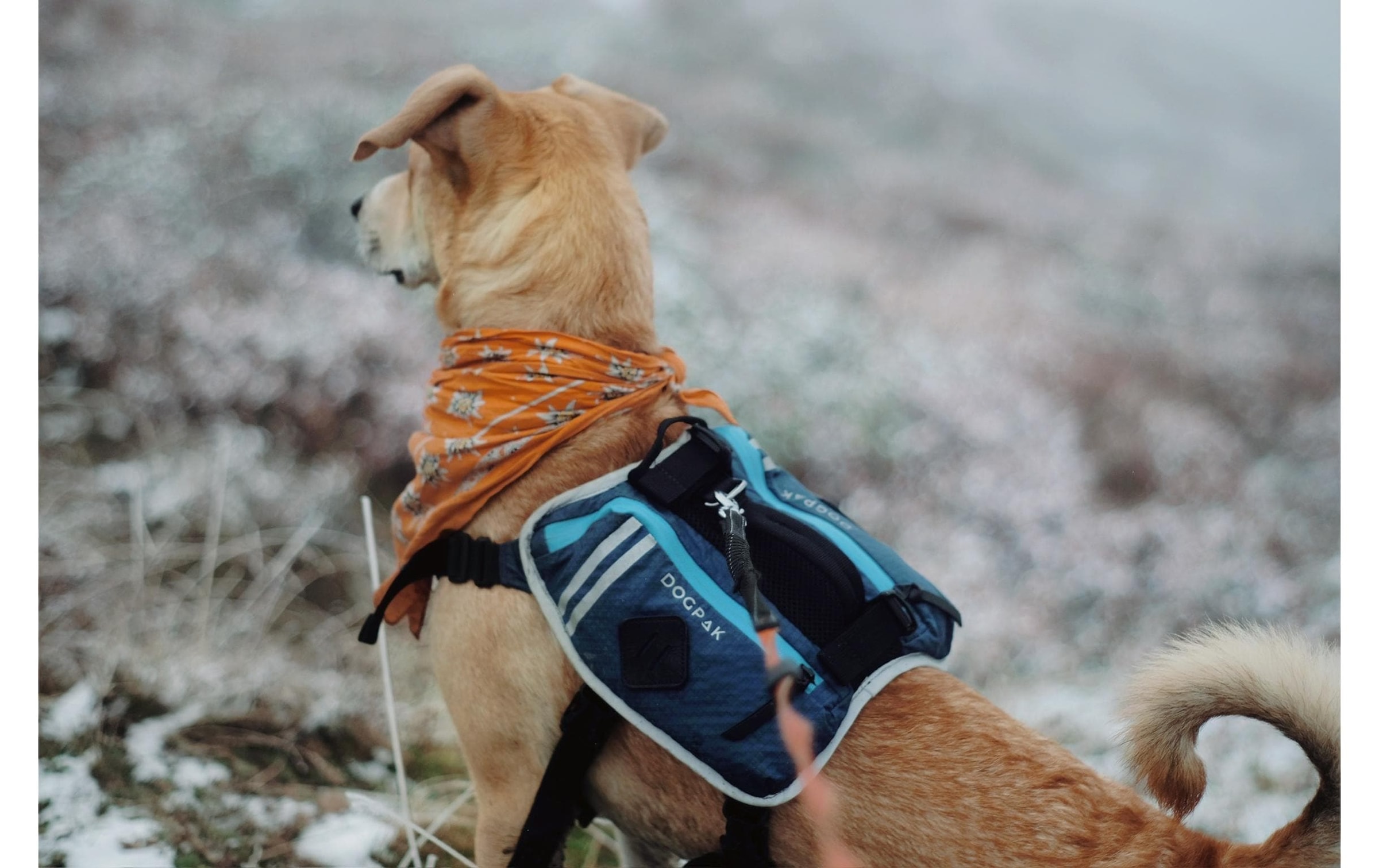   Harnais pour chien »DOGPAK Moab Lite Hunderucksack S« Rucksack und Wandergeschirr für Hunde aus «Die Höhle der Löwen»