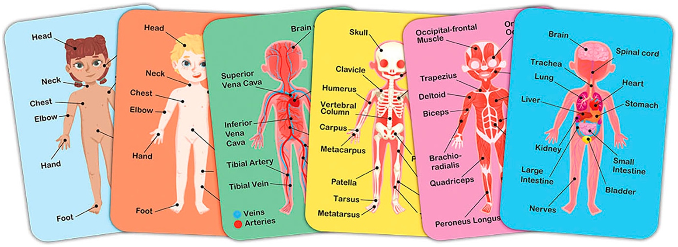 Hape Puzzle de contours »Menschlicher Körper«