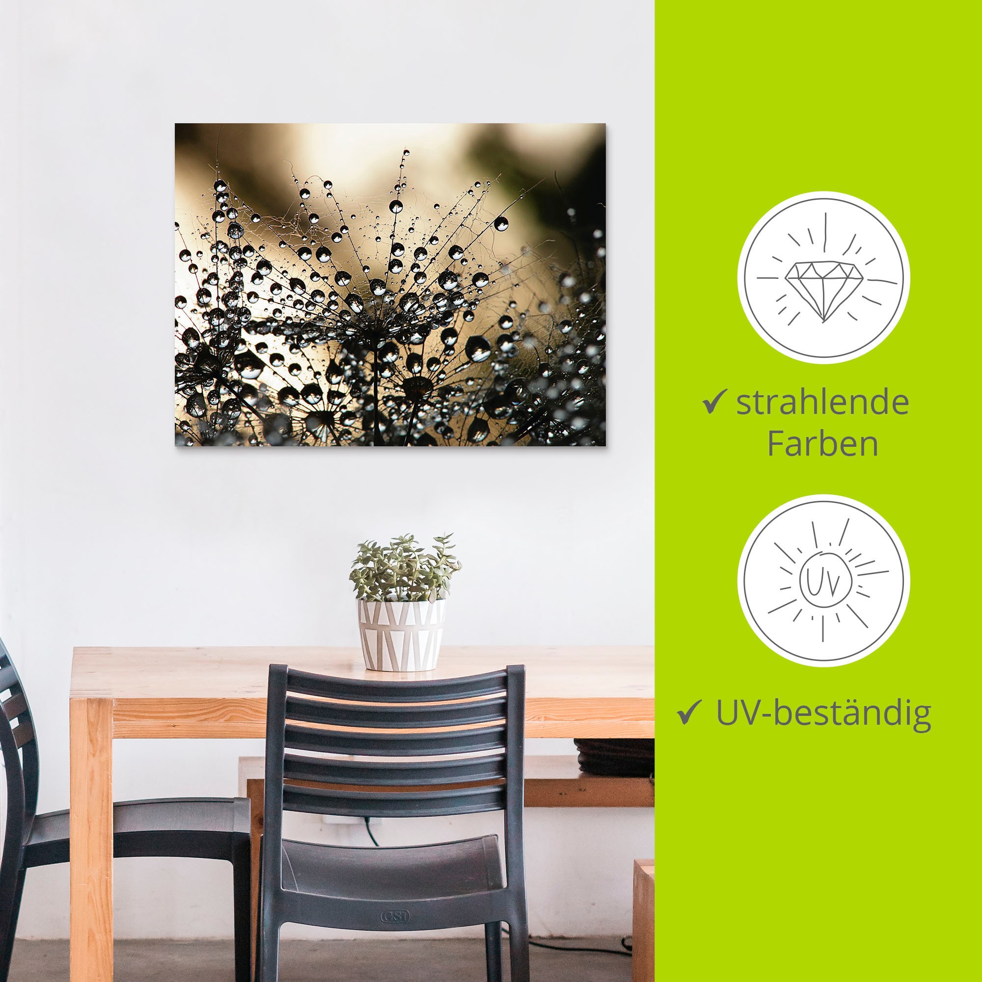 Artland Wandbild »Nasser Löwenzahn« Blumen 1 Stk. tlg. als Alubild, Leinwandbild in verschied. Grössen