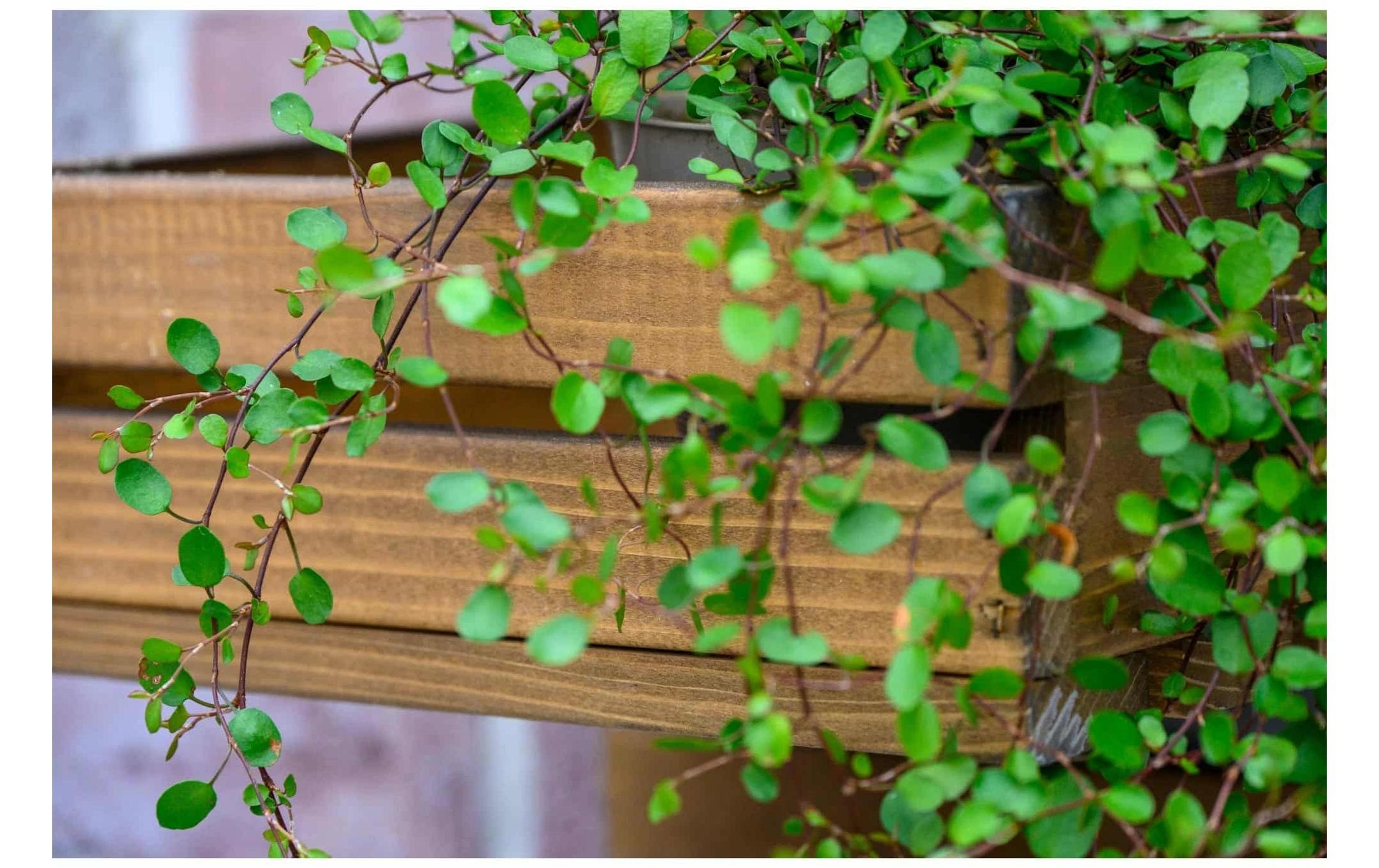 dobar Lit surélevé »3-stufige Blumenleiter für die Wandmontage«