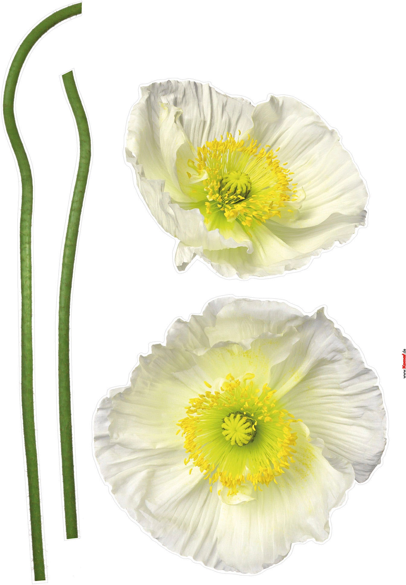 Komar Autocollant mural »Pavot Blanc - Grösse 50 x 70 cm« selbstklebend, Wandsticker