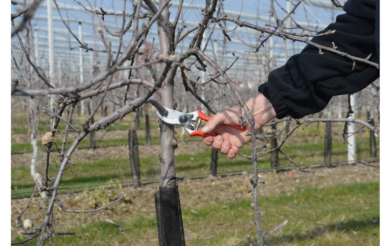 FELCO Sécateur de jardin »499«