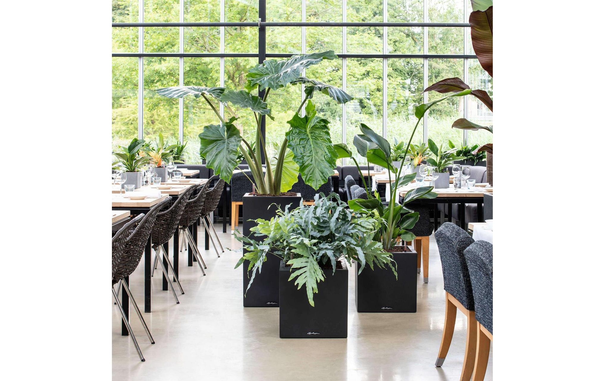   Blumentopf »Lechuza«