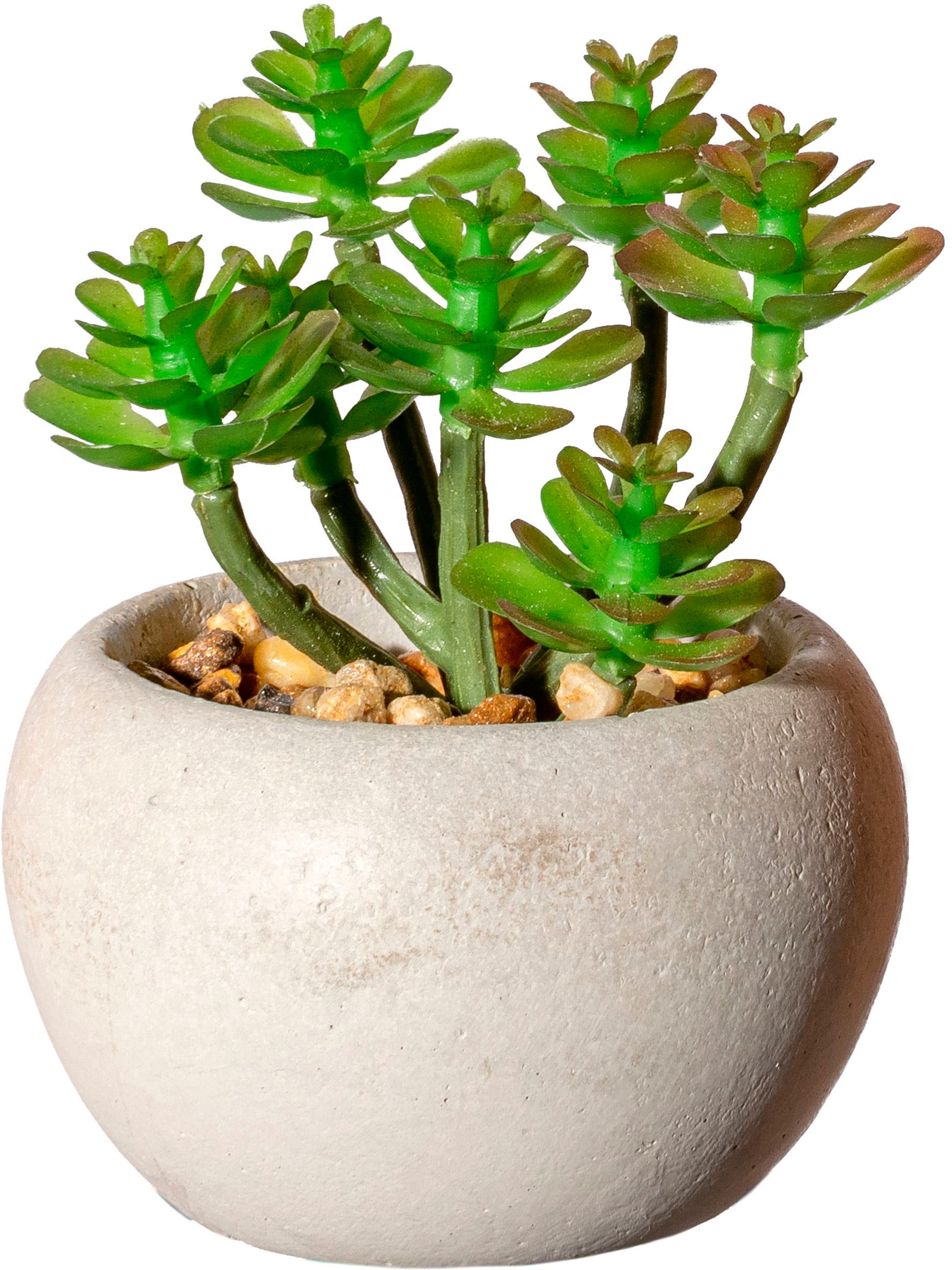 Creativ green Plante d'intérieur artificielle »Sukkulenten« Deko-Pflanze im Zementtopf, 6er Set