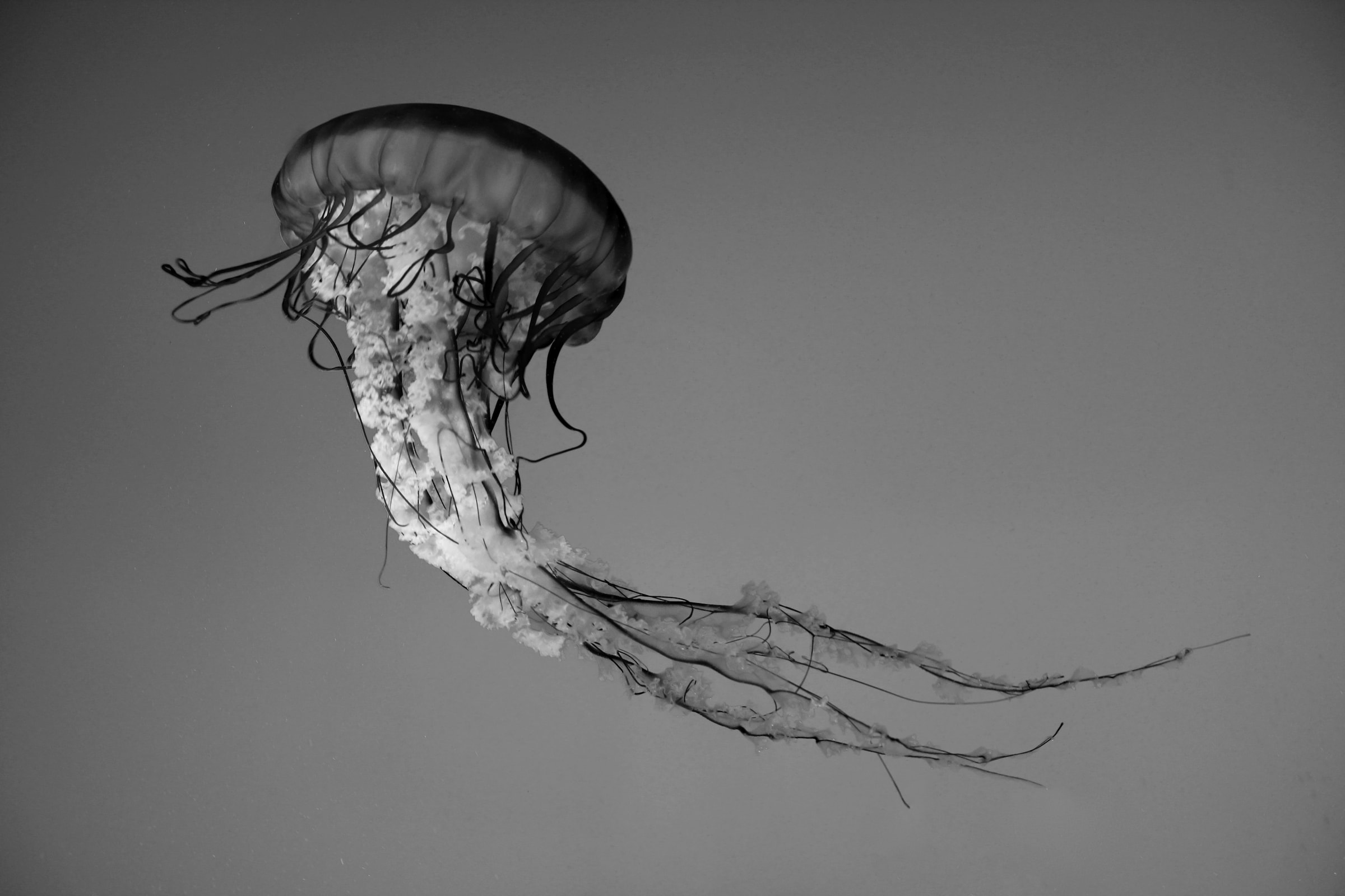 Papermoon Papier peint photo »Qualle Schwarz & Weiss«