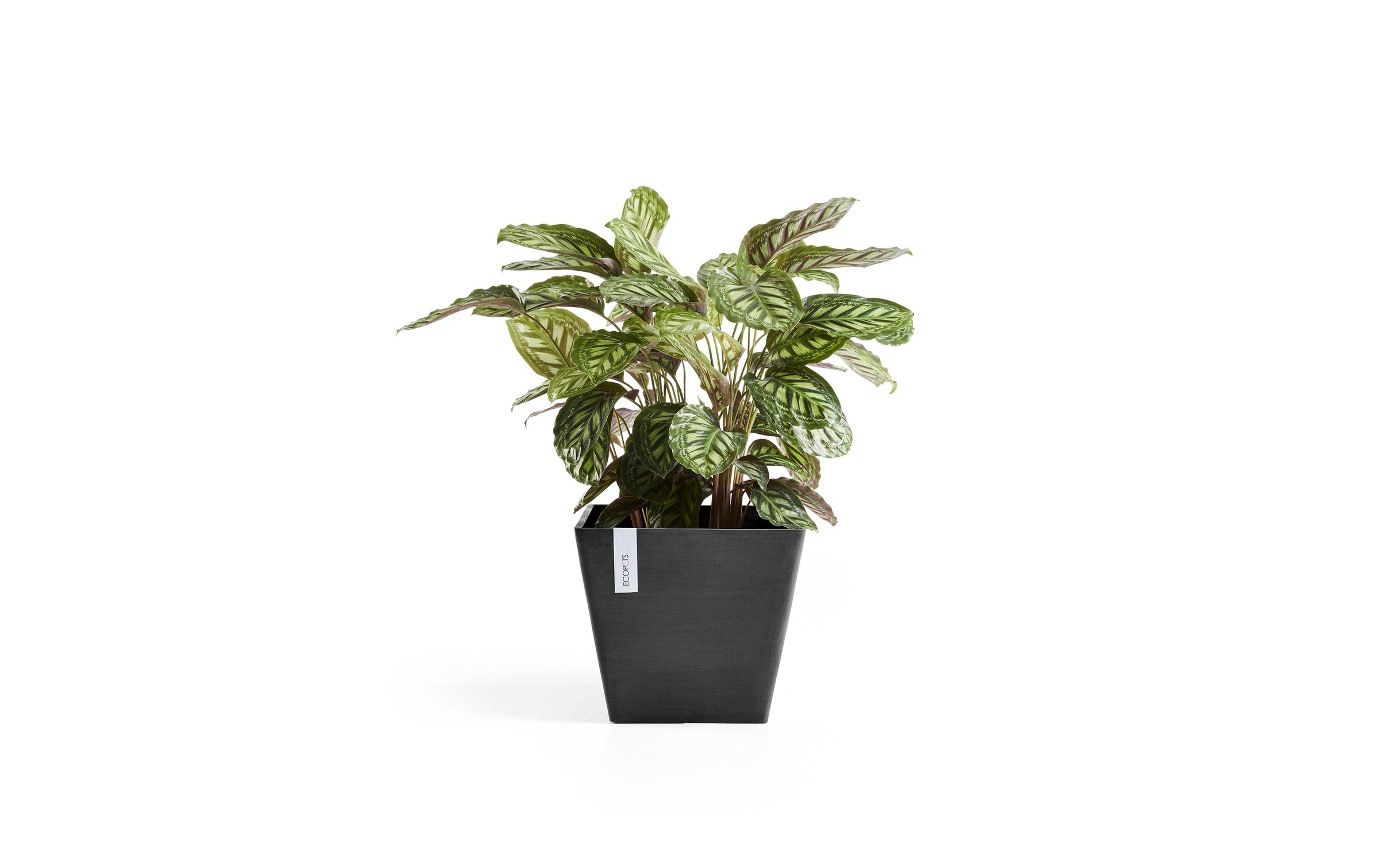 ECOPOTS Blumentopf »Rotterdam 50 D«