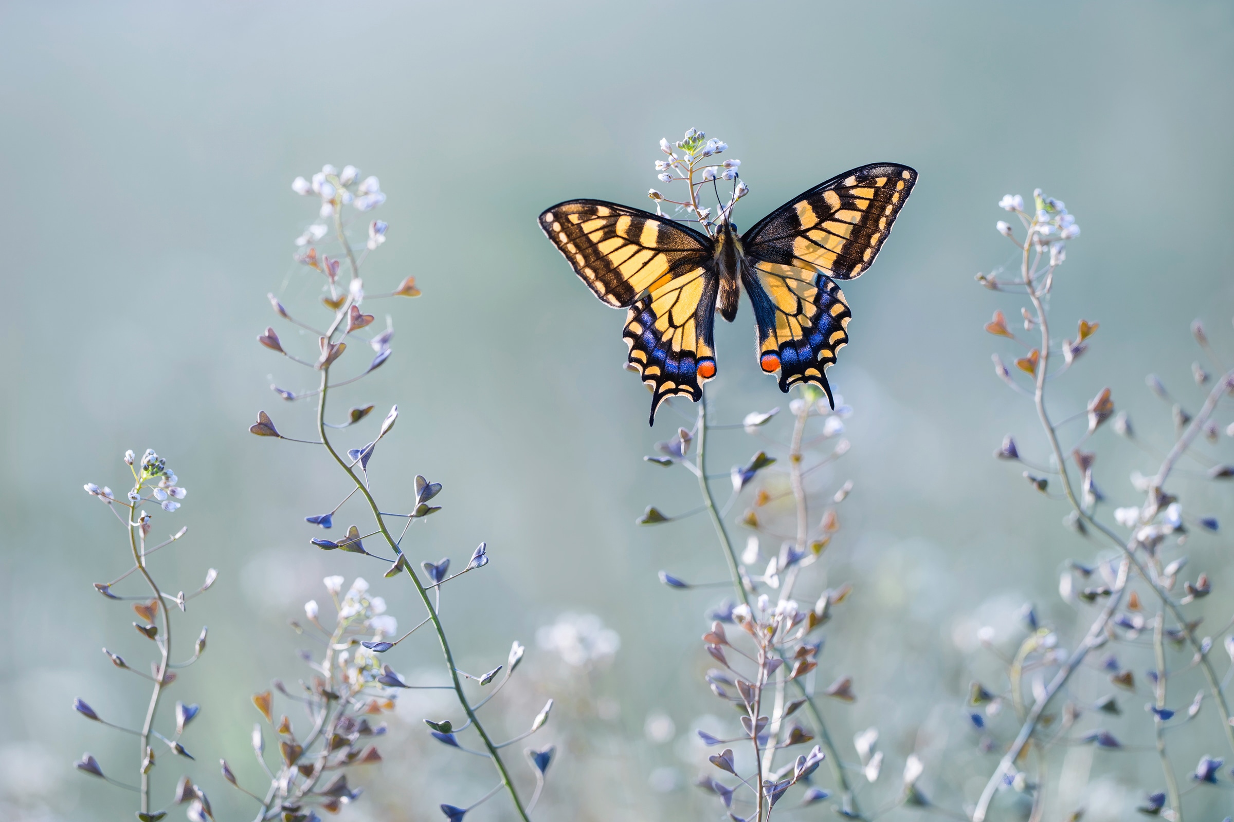 Papermoon Papier peint photo »Photo-Art  PETAR SABOL, SWALLOWTAIL BEAUTY«