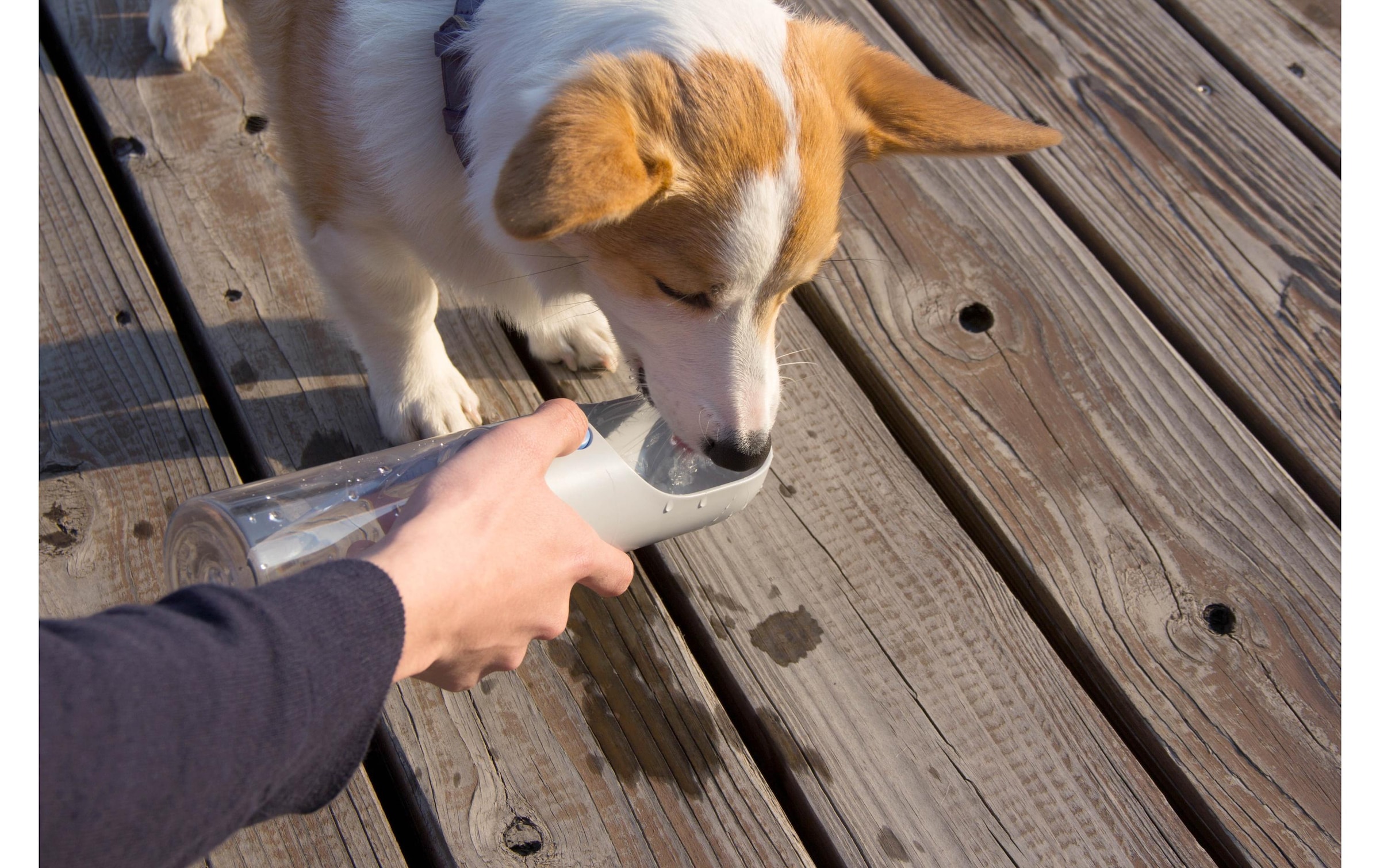 PETKIT Distributeur automatique de nourriture »Eversweet 400«