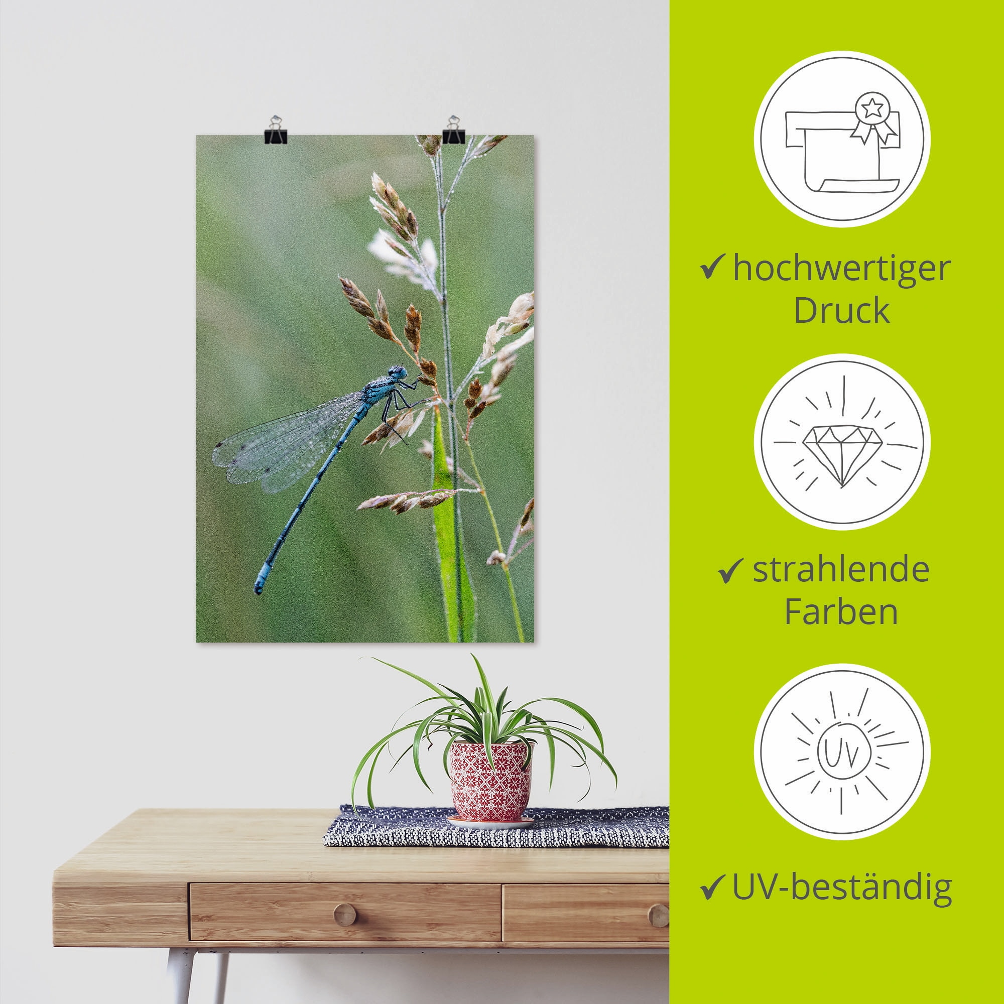 Artland Poster »Kleine Libelle« Insekten 1 Stk. tlg. als Alubild, Leinwandbild, Wandaufkleber oder Poster in versch. Grössen