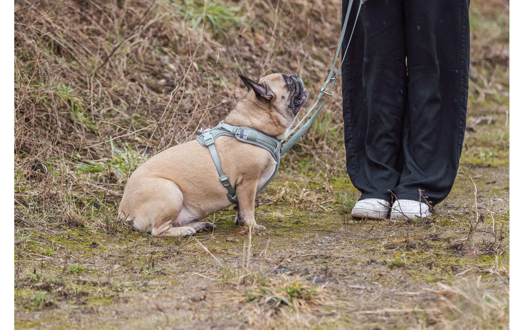 TRIXIE Hunde-Geschirr »Premium FlexMesh Geschir L« Mesh Geschirr mit spezellem Schnitt für kurze, kompakte Hunde