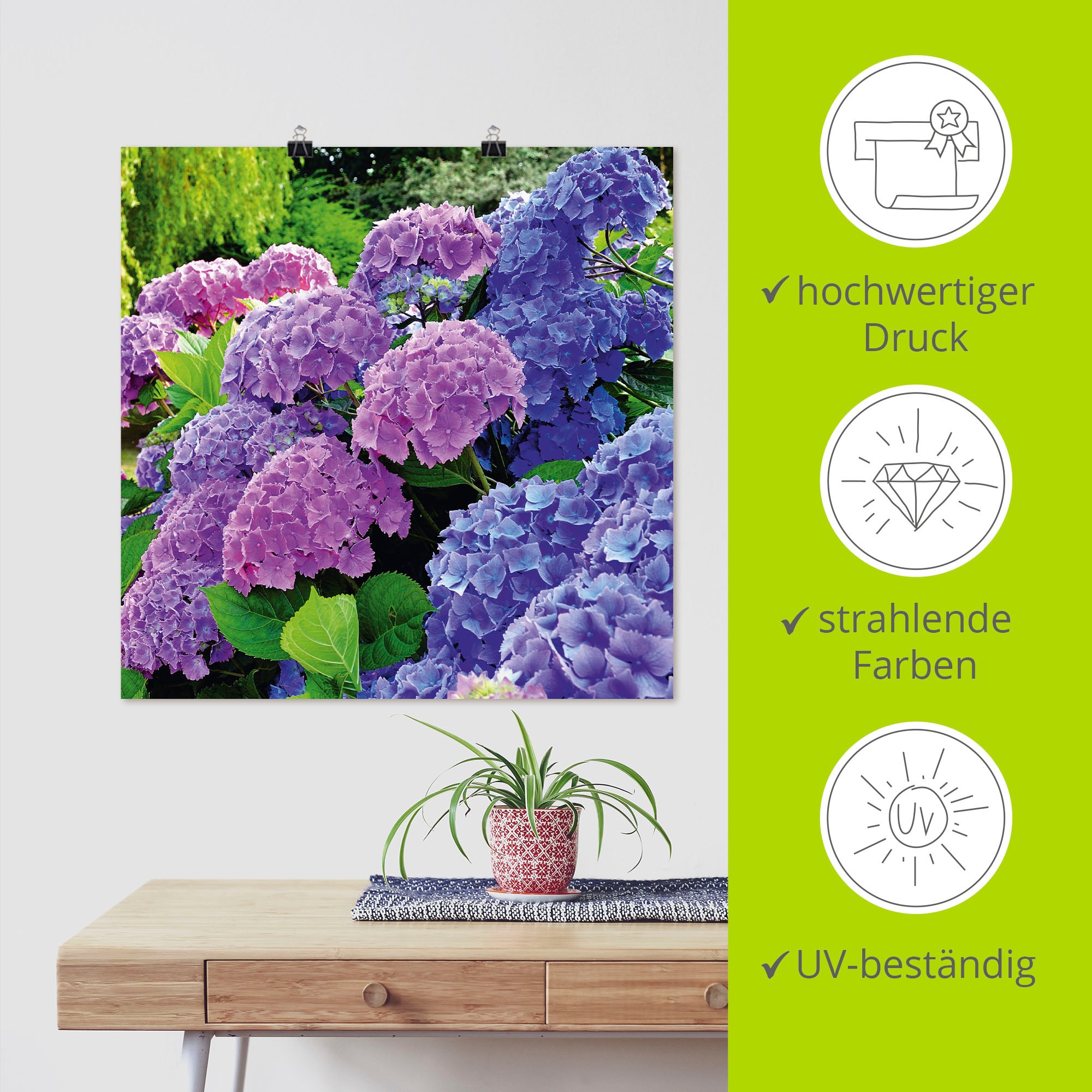 Artland Wandbild »Hortensien im Garten« Blumen 1 Stk. tlg. als Alubild, Leinwandbild, Poster in verschied. Grössen