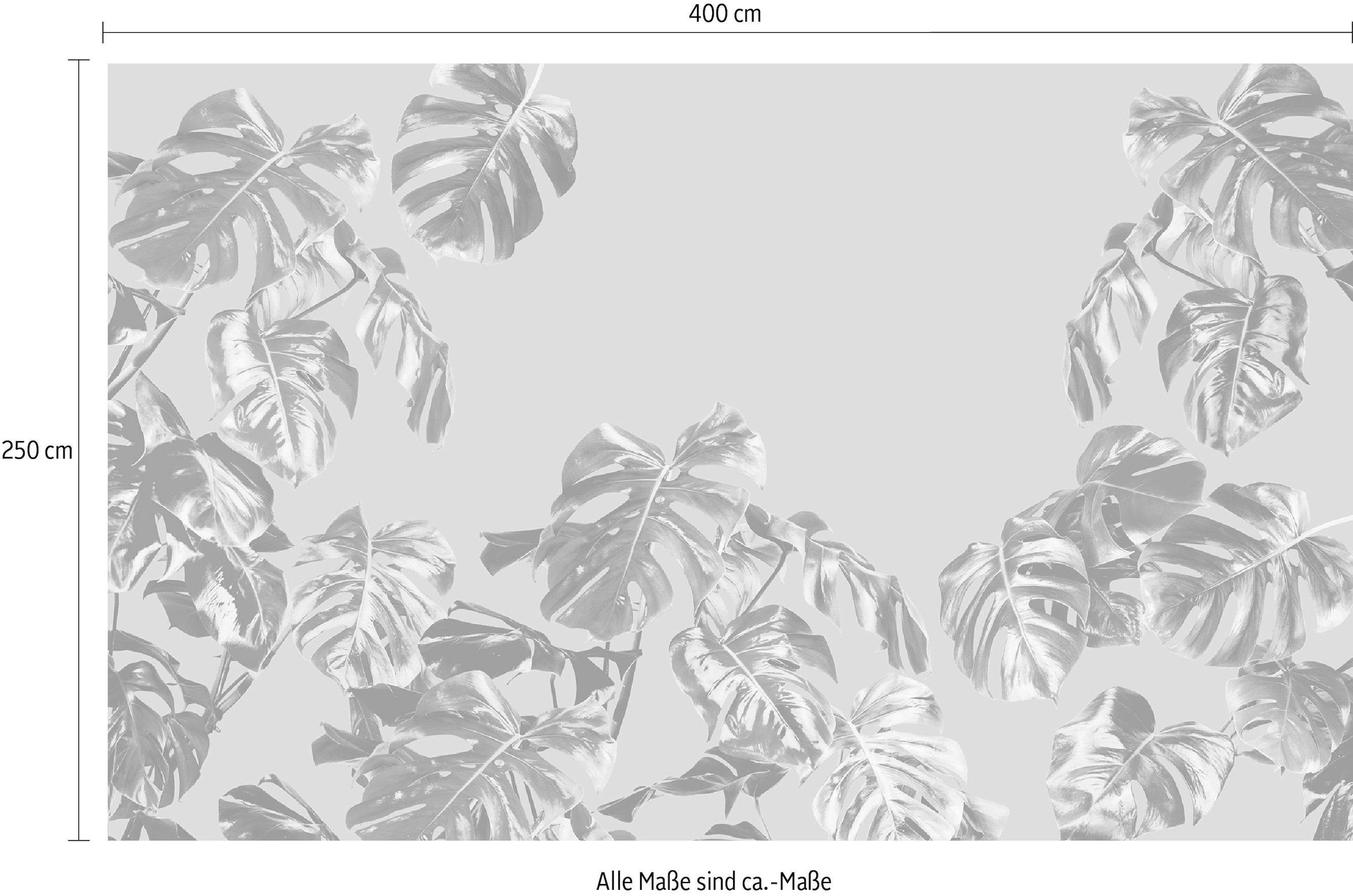 Komar Papier peint intissé »Digitaldruck Vlies -  Monstera Rosé - Grösse 400 x 250 cm« imprimé Wohnzimmer, Schlafzimmer