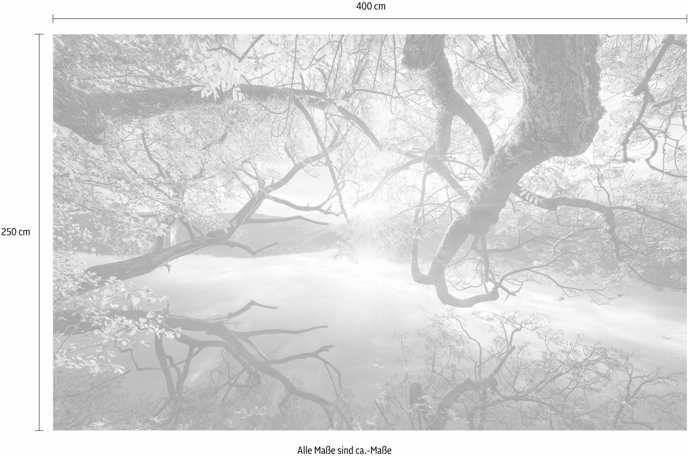 Komar Papier peint intissé »Digitaldruck Vlies -  Golden Embrace - Grösse 400 x 250 cm« imprimé Wohnzimmer, Schlafzimmer