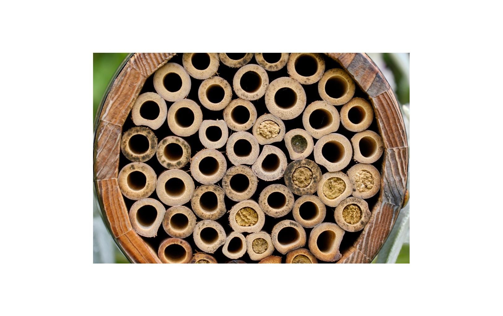   Nistkasten »Wildlife World Bienenfass«