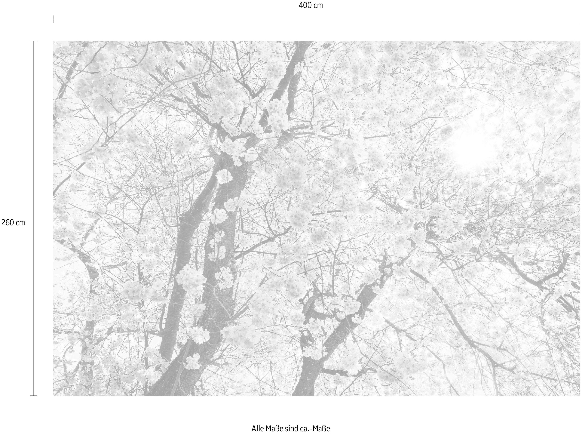 Komar Papier peint intissé »Digitaldruck Vlies -  Bloom - Grösse 400 x 260 cm« imprimé Wohnzimmer, Schlafzimmer