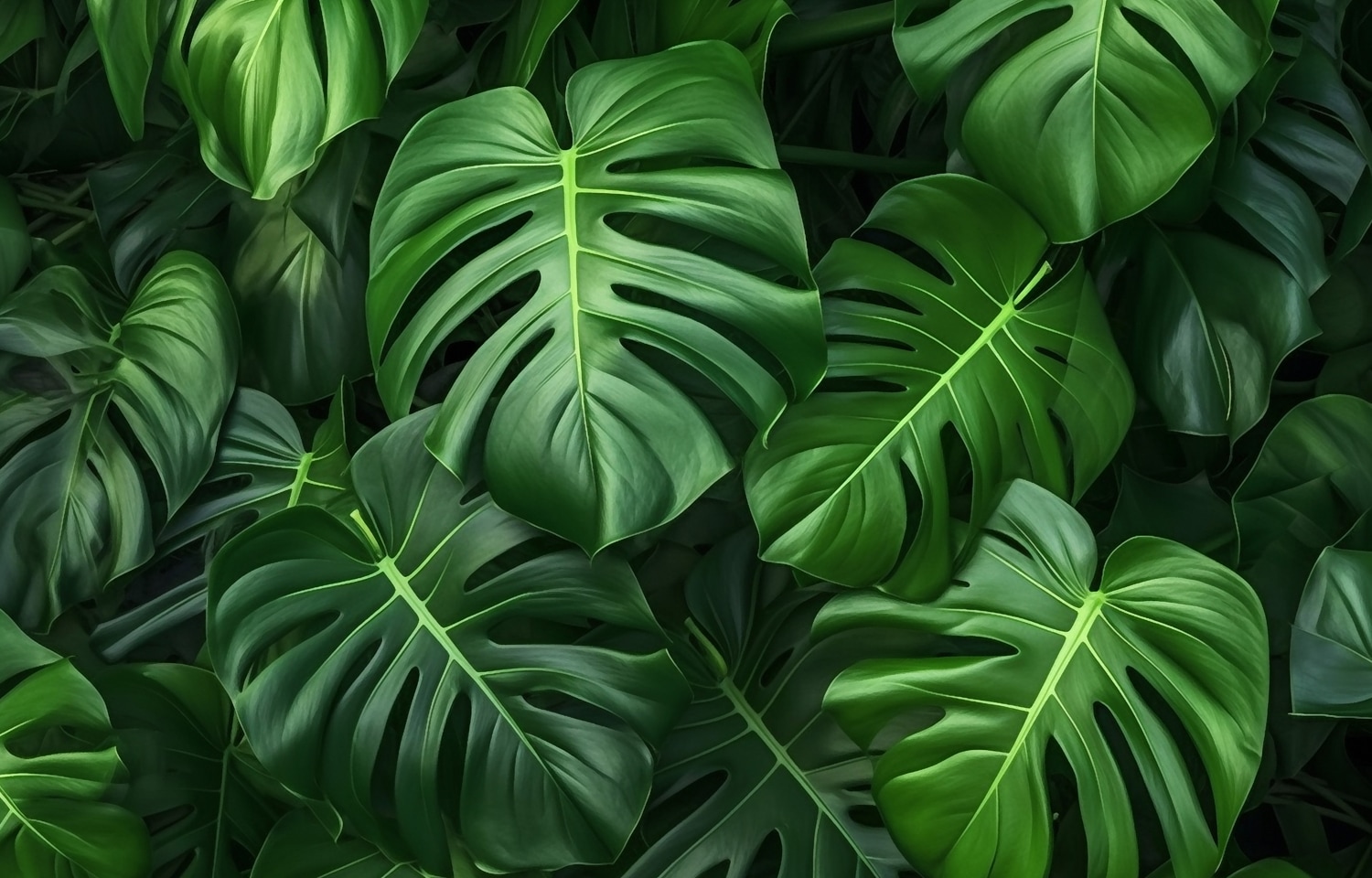 queence Tableau mural XXL »Akustikbild Monstera Blätter Pflanze« Feuilles | Images de feuilles | Images de plantes | Nature | Plantes 1 cuis tlg. Solution acoustique simple sans travaux, isolation phonique, panneaux