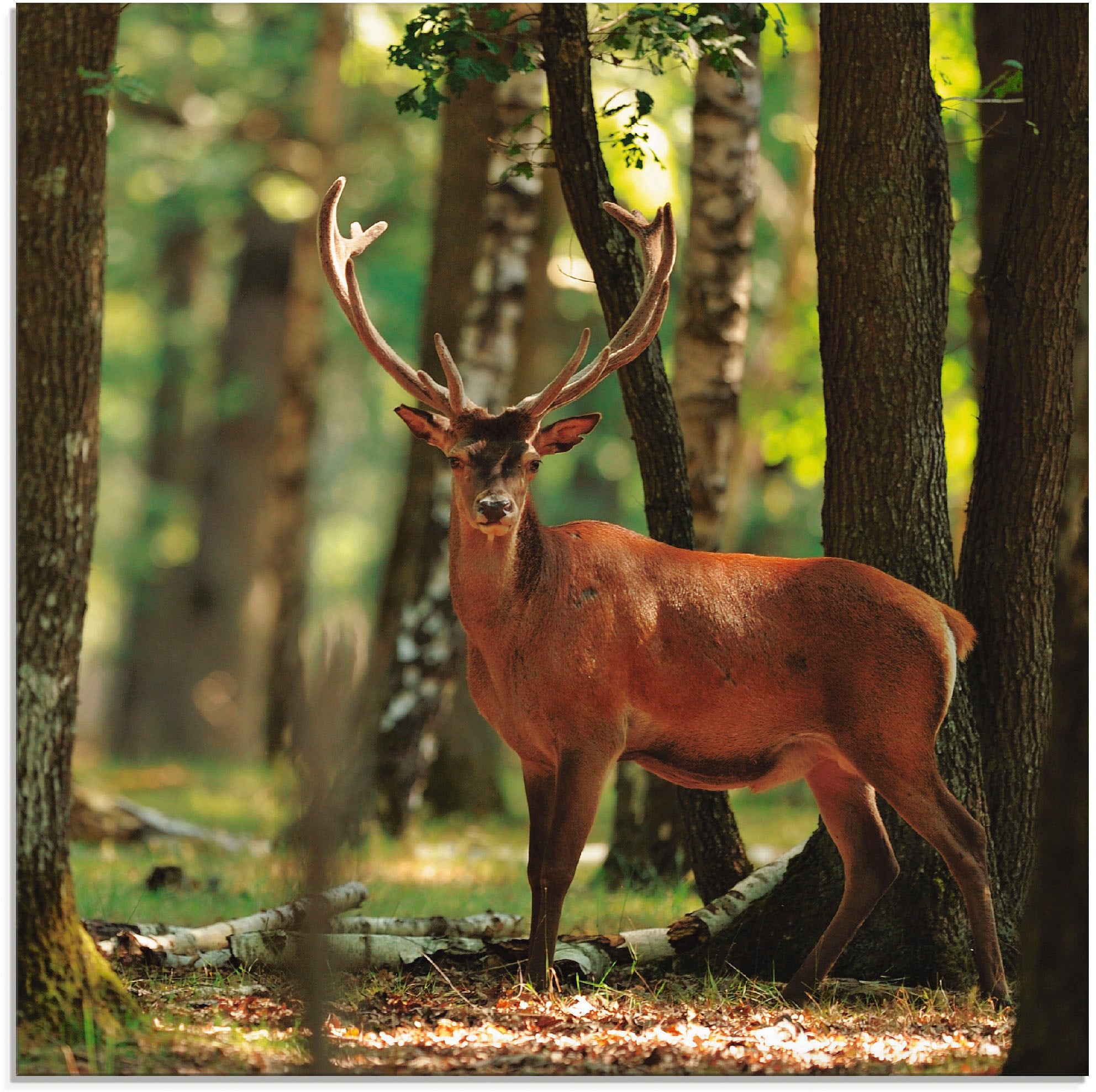 Artland Glasbild »Hirsch 4 - Wald« Wildtiere 1 Stk. tlg. in verschiedenen Grössen