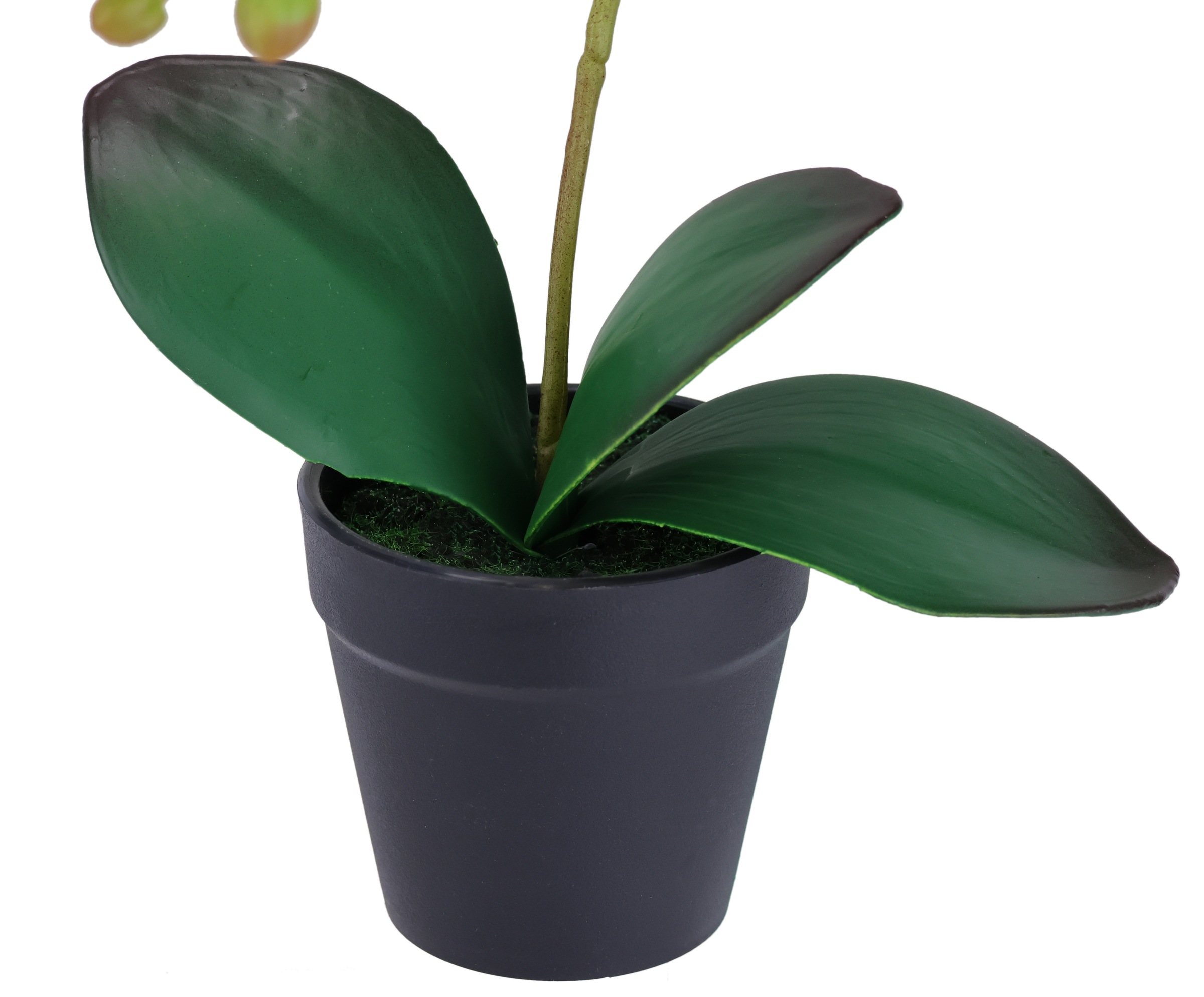 I.GE.A. Kunstorchidee »Orchidee im Topf 2er Set« Künstliche Phalaenopsis 30cm Real Touch Blume Kunstblume Seidenblume