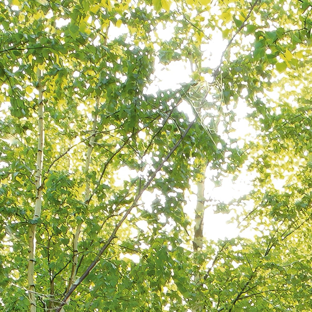 Komar Fototapete »Vlies Fototapete - Sunday - Grösse 350 x 250 cm« Motiv | bedruckt glatt
