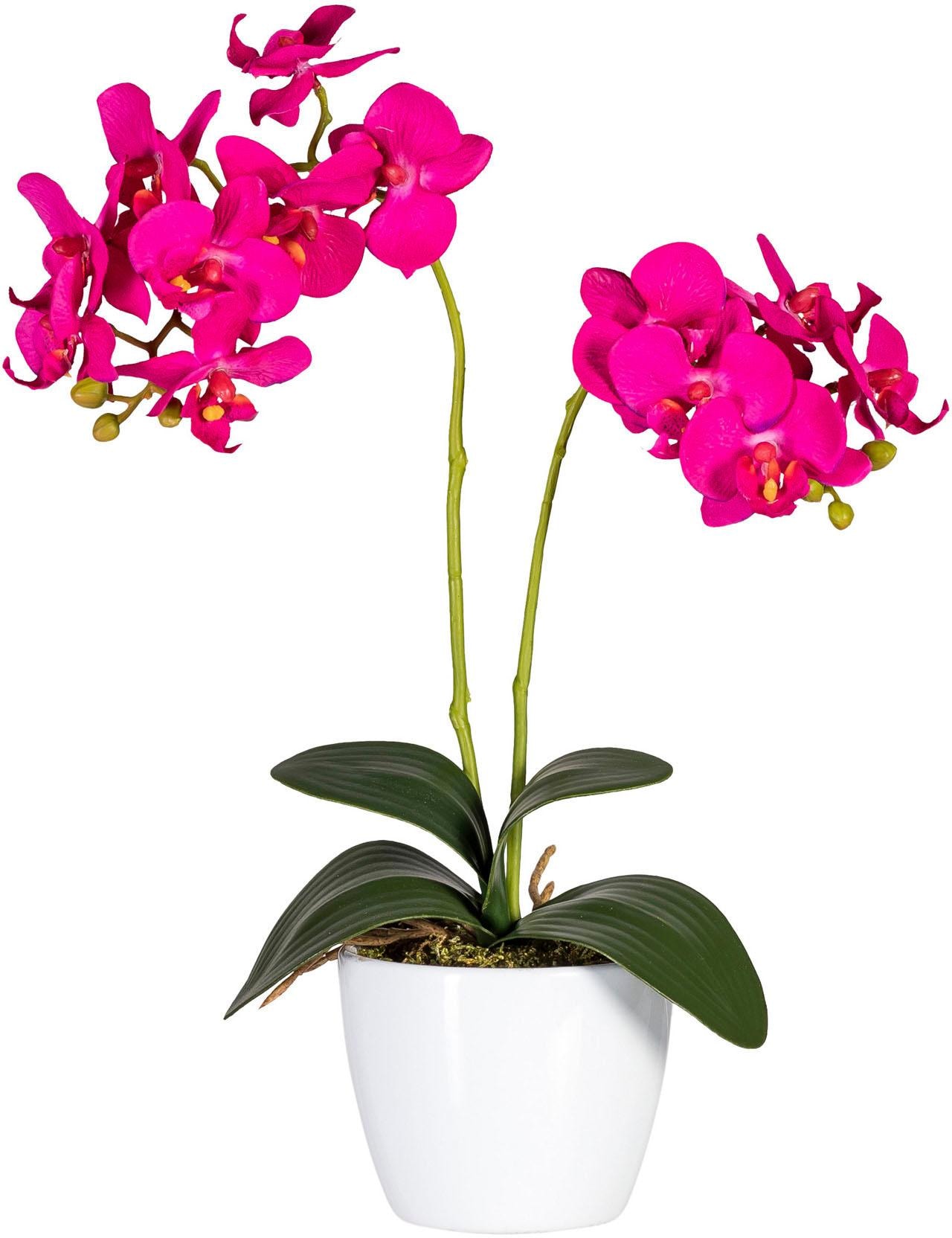 Creativ green Plante artificielle »Phalaenopsis«