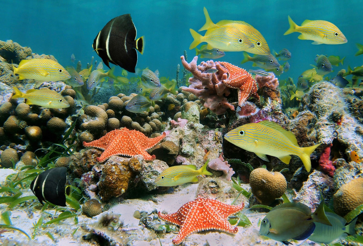 Papermoon »Fische mit Seesternen«