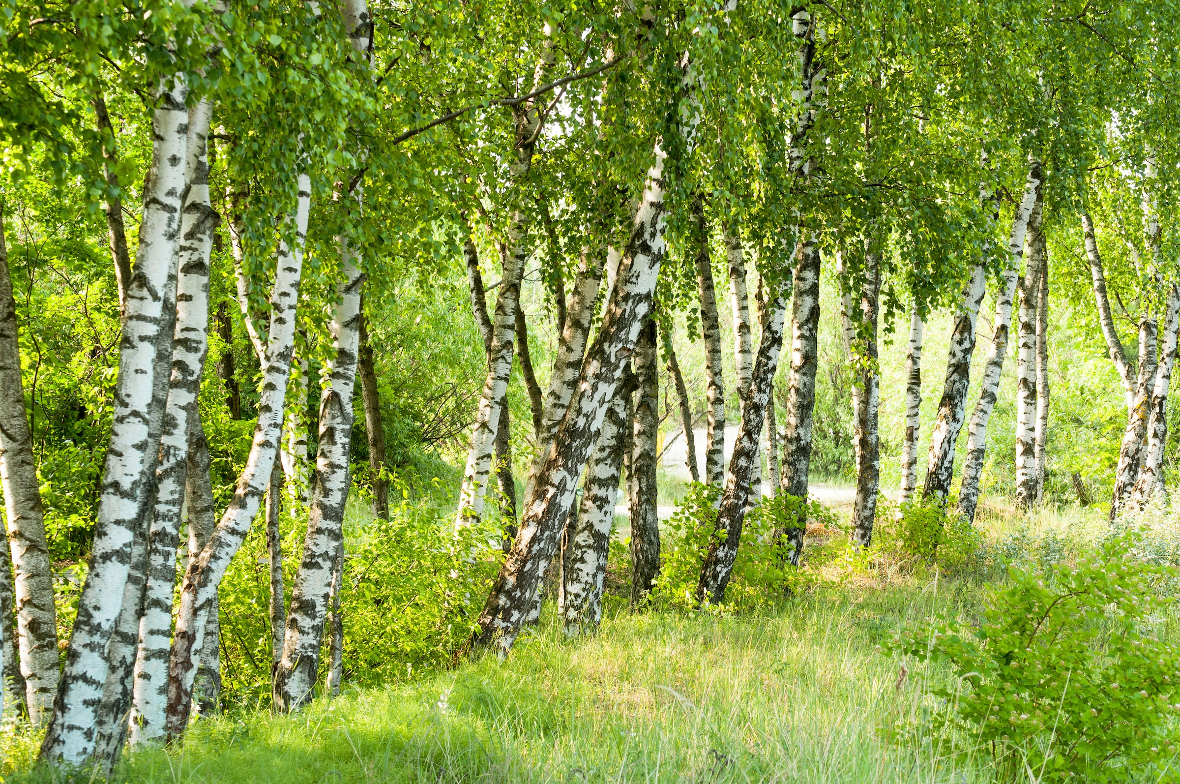 Papermoon Fototapete »Birch Tree Forest« glatt