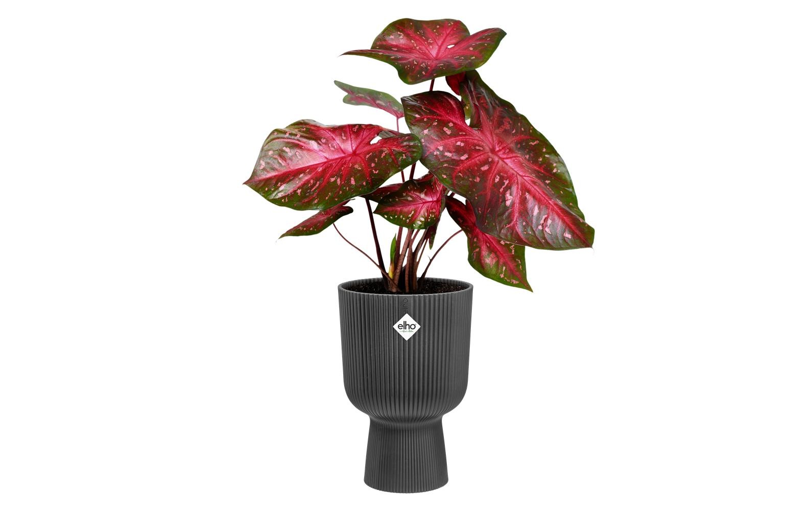 Elho Pot de fleurs »Vibes Fold Coupe 30 cm«